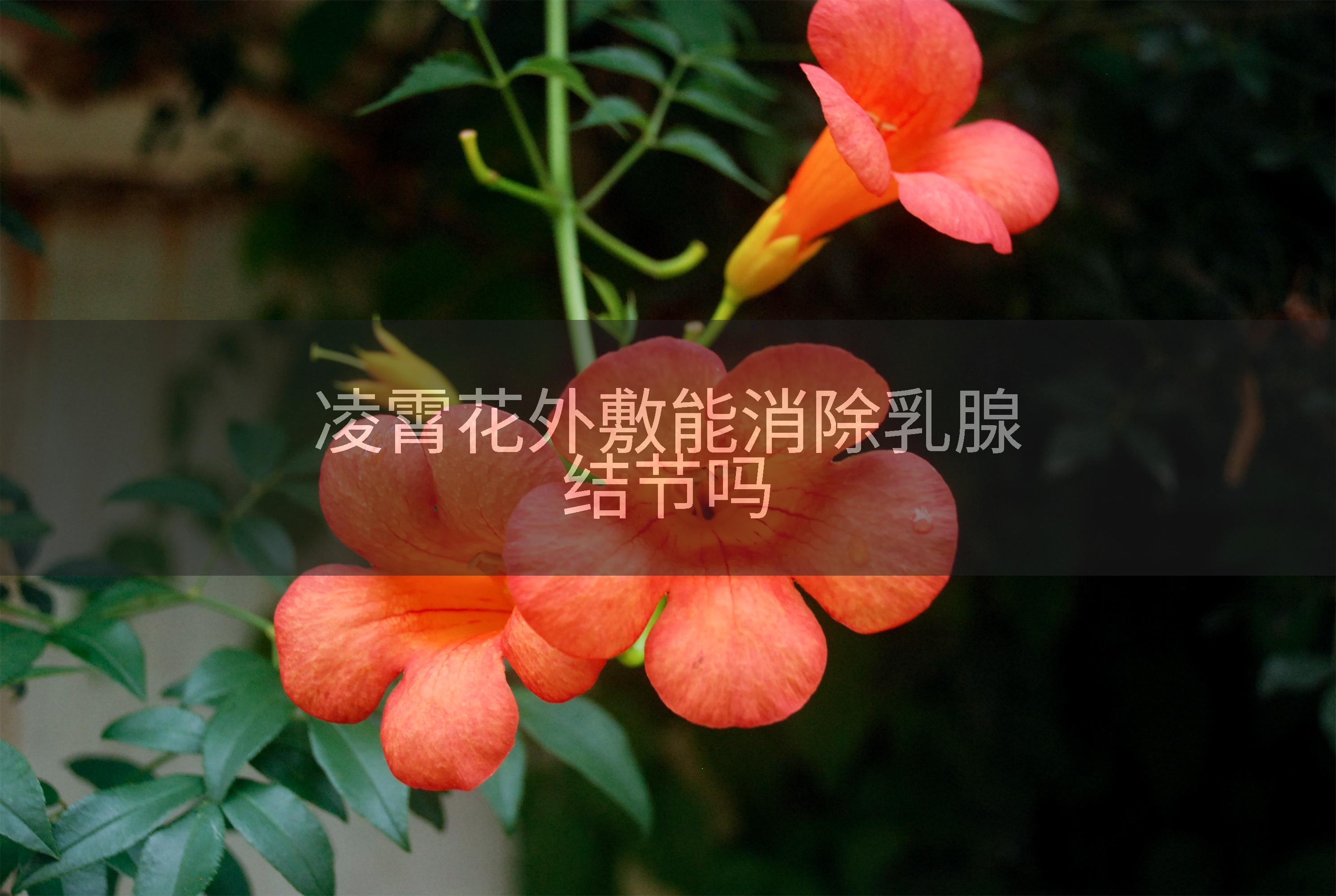 凌霄花外敷能消除乳腺结节吗