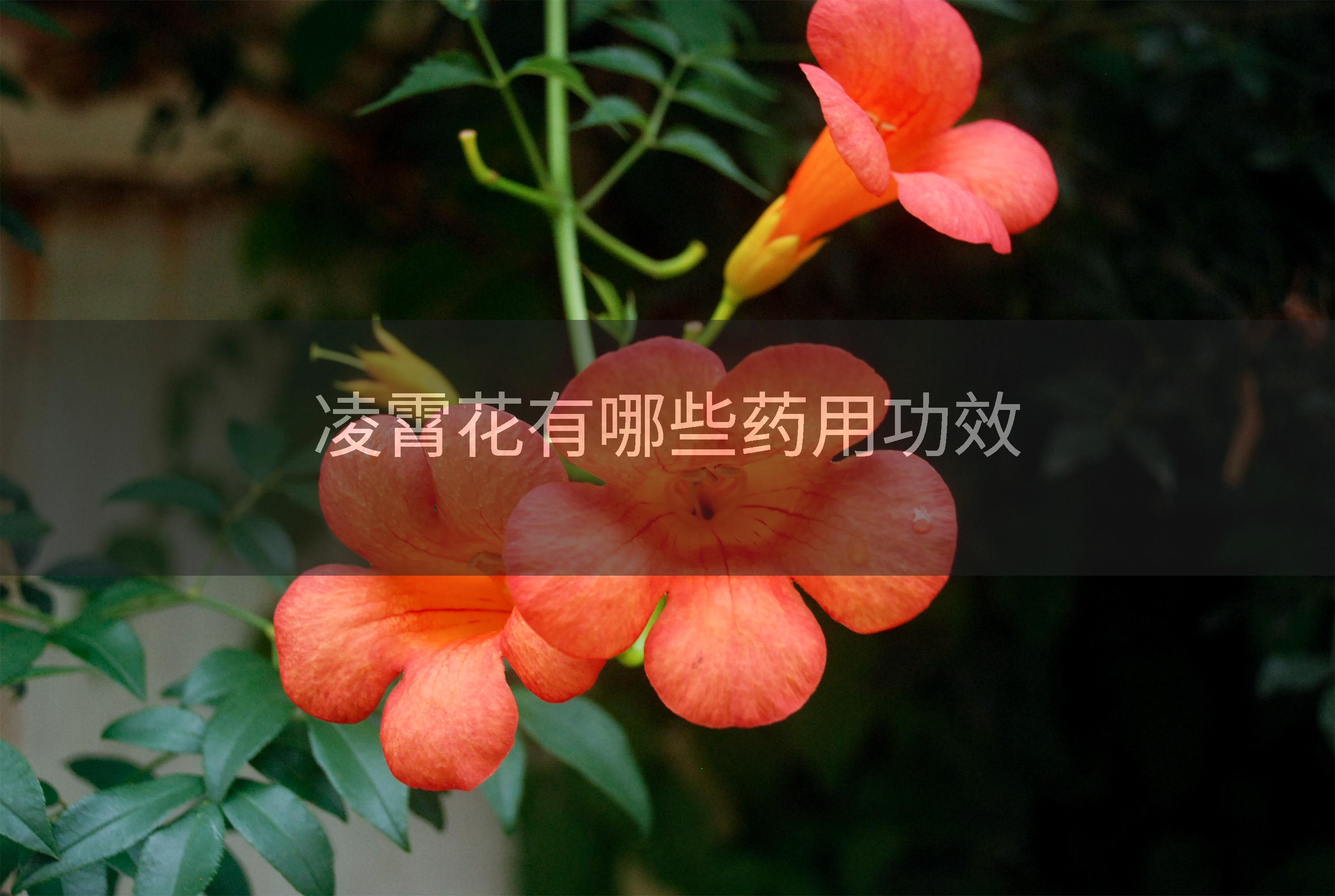 凌霄花有哪些药用功效