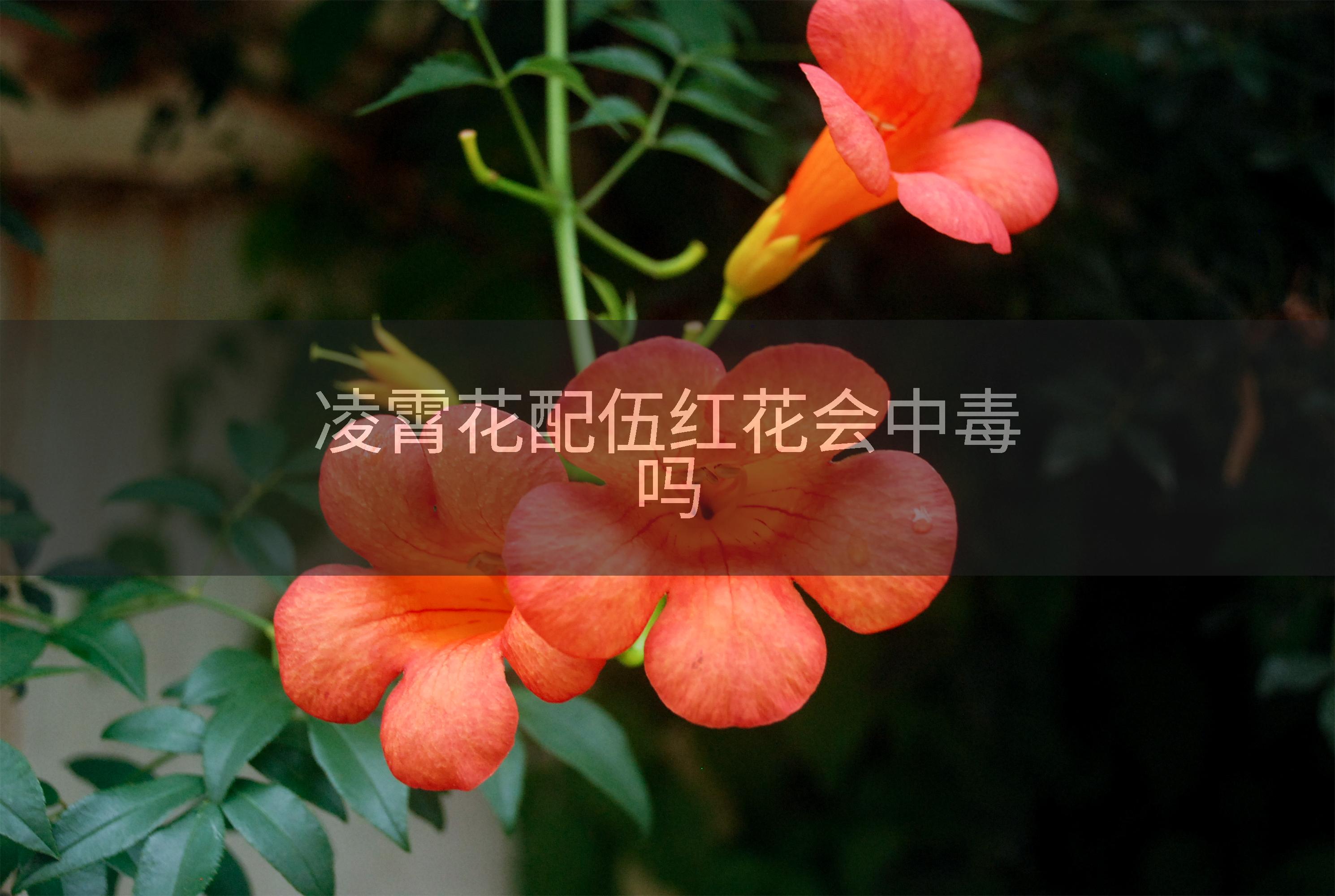 凌霄花配伍红花会中毒吗