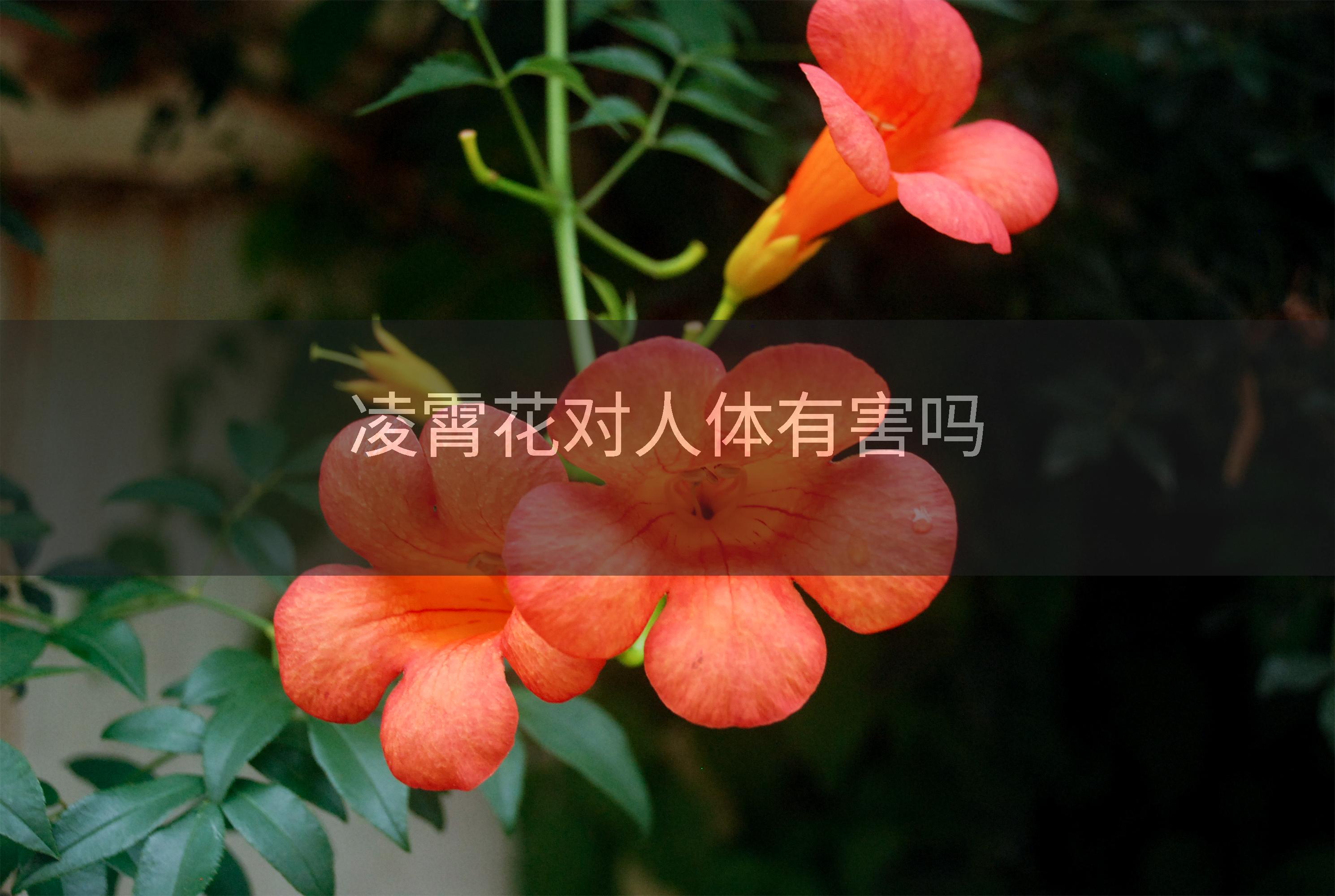 凌霄花对人体有害吗