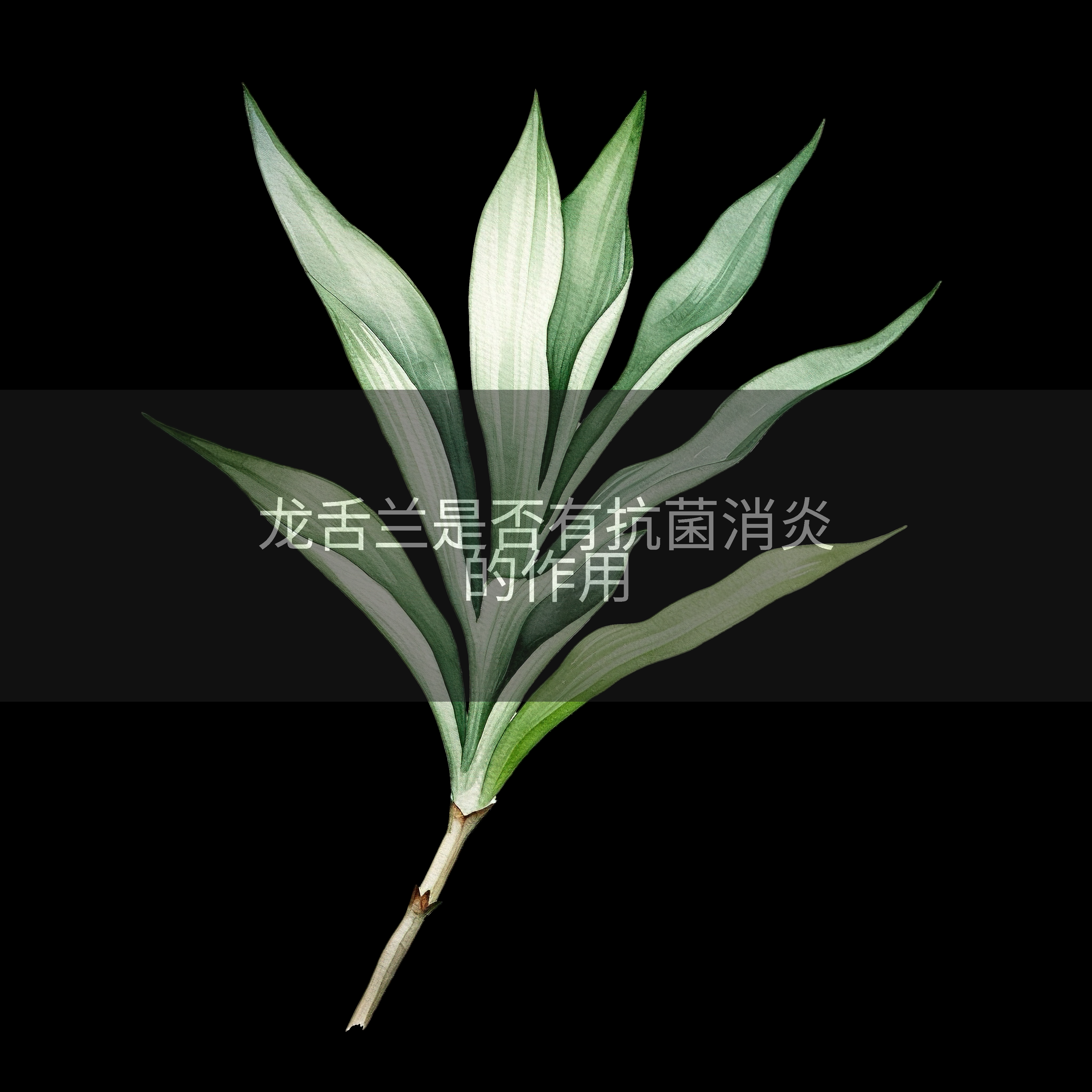 龙舌兰是否有抗菌消炎的作用