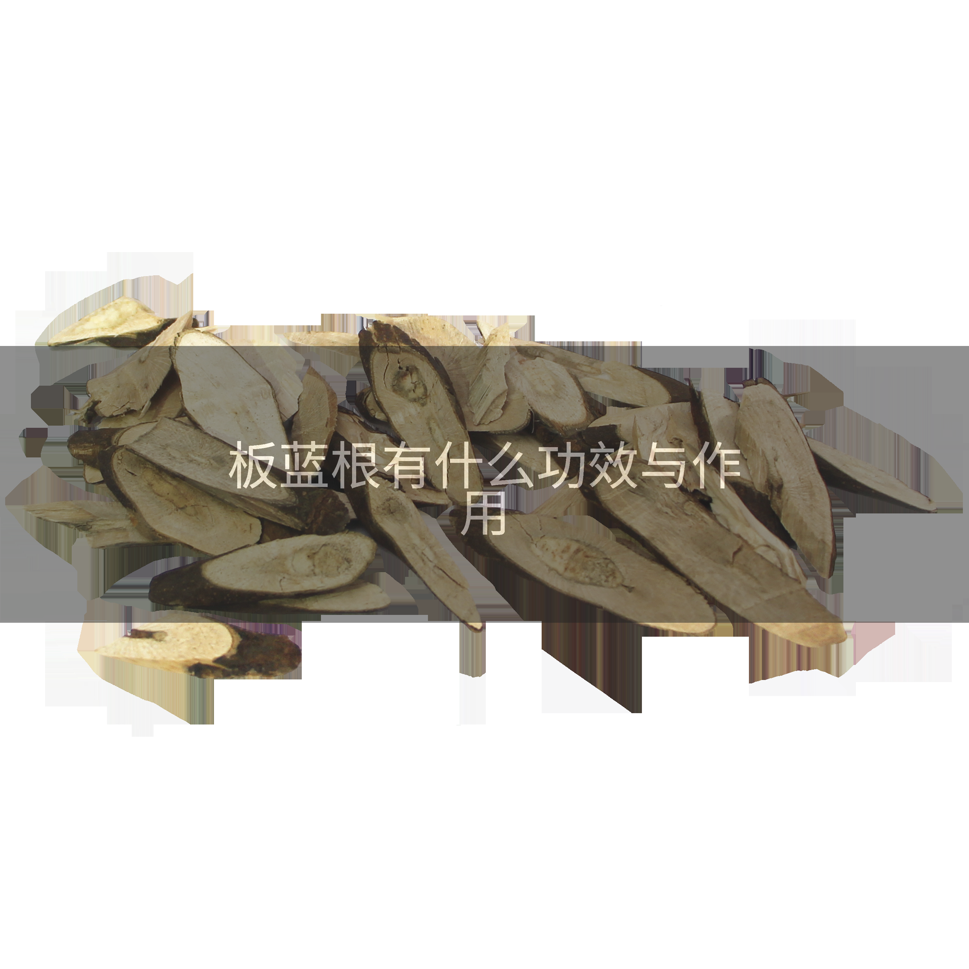 板蓝根有什么功效与作用