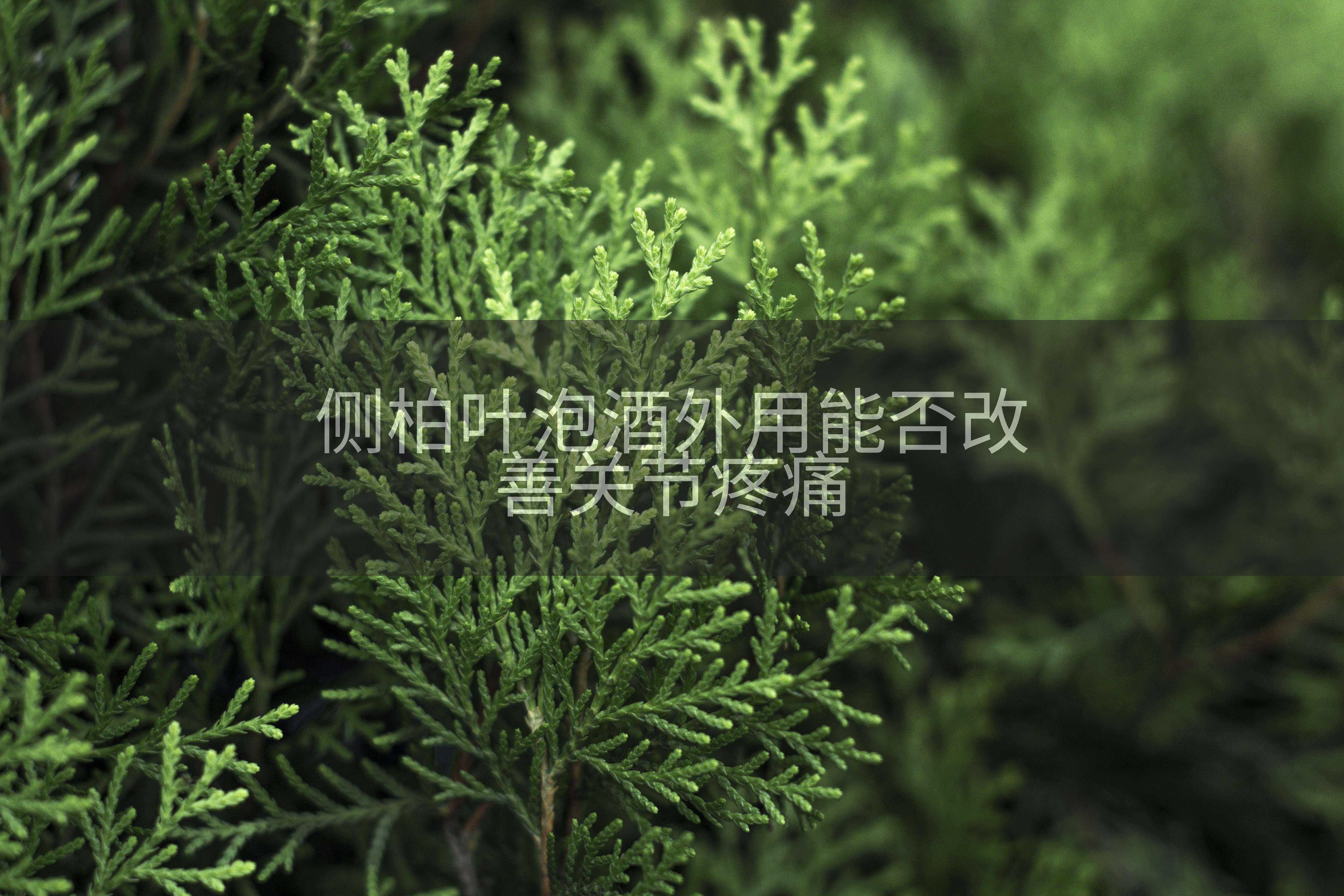 侧柏叶泡酒外用能否改善关节疼痛