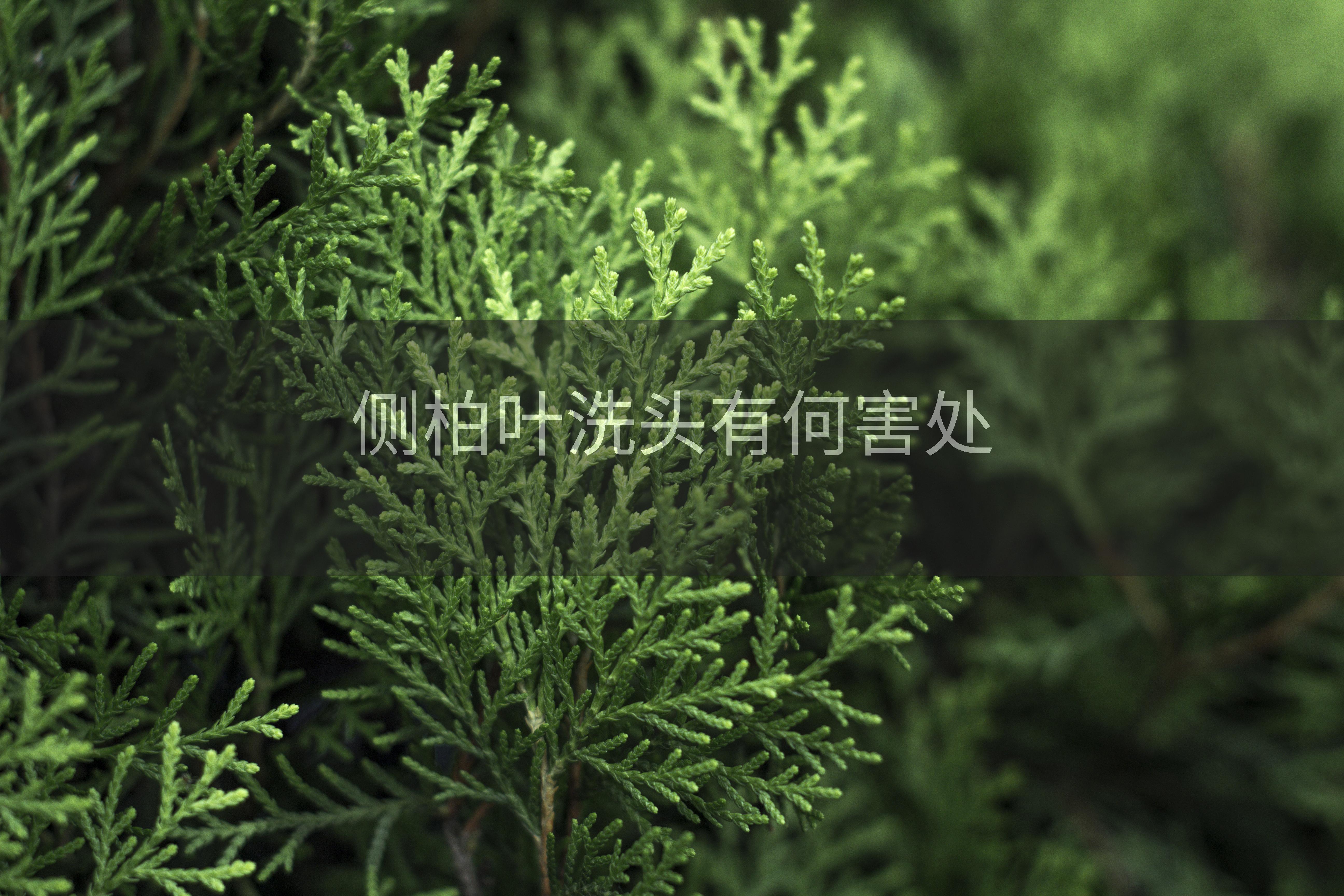 侧柏叶洗头有何害处