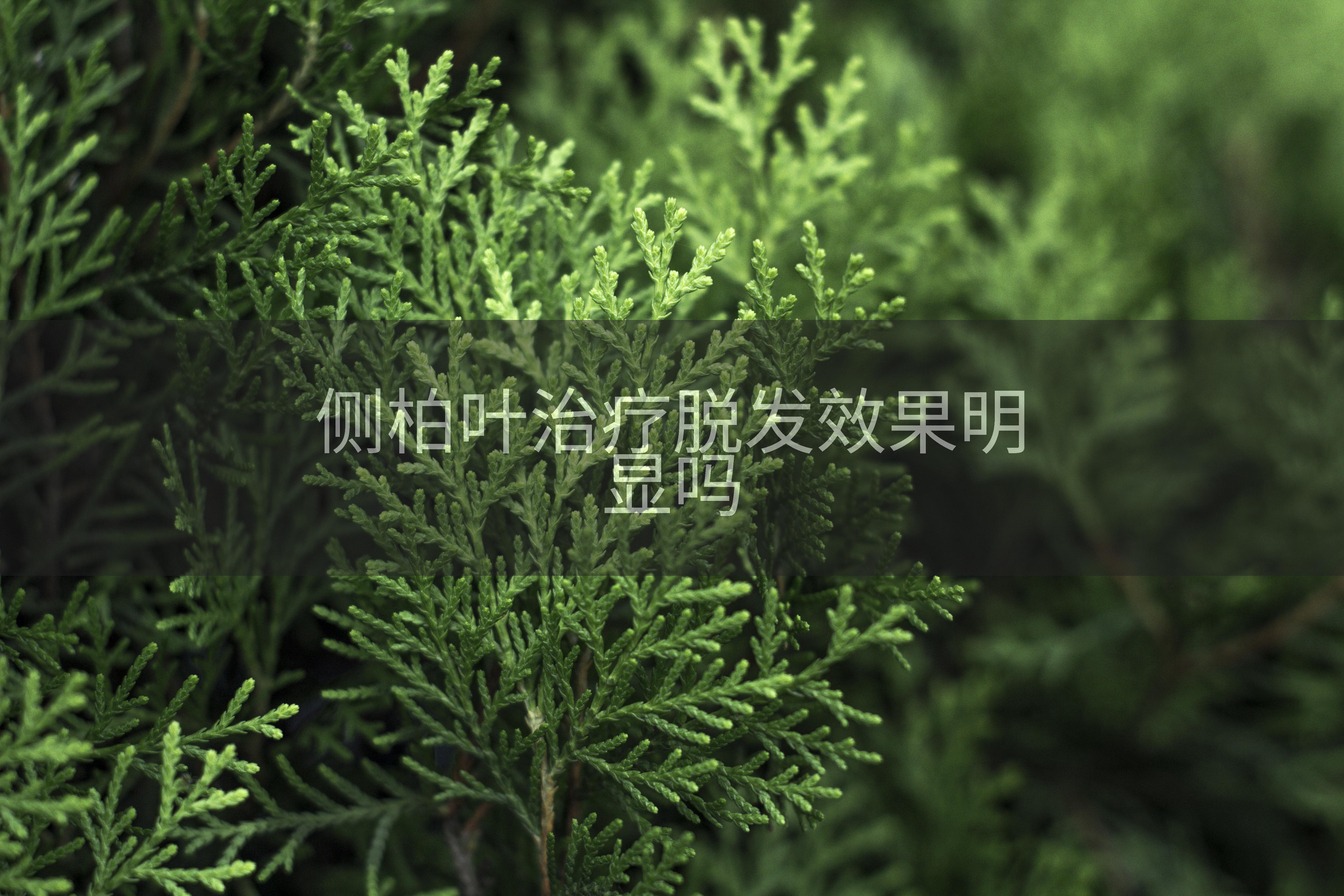 侧柏叶治疗脱发效果明显吗