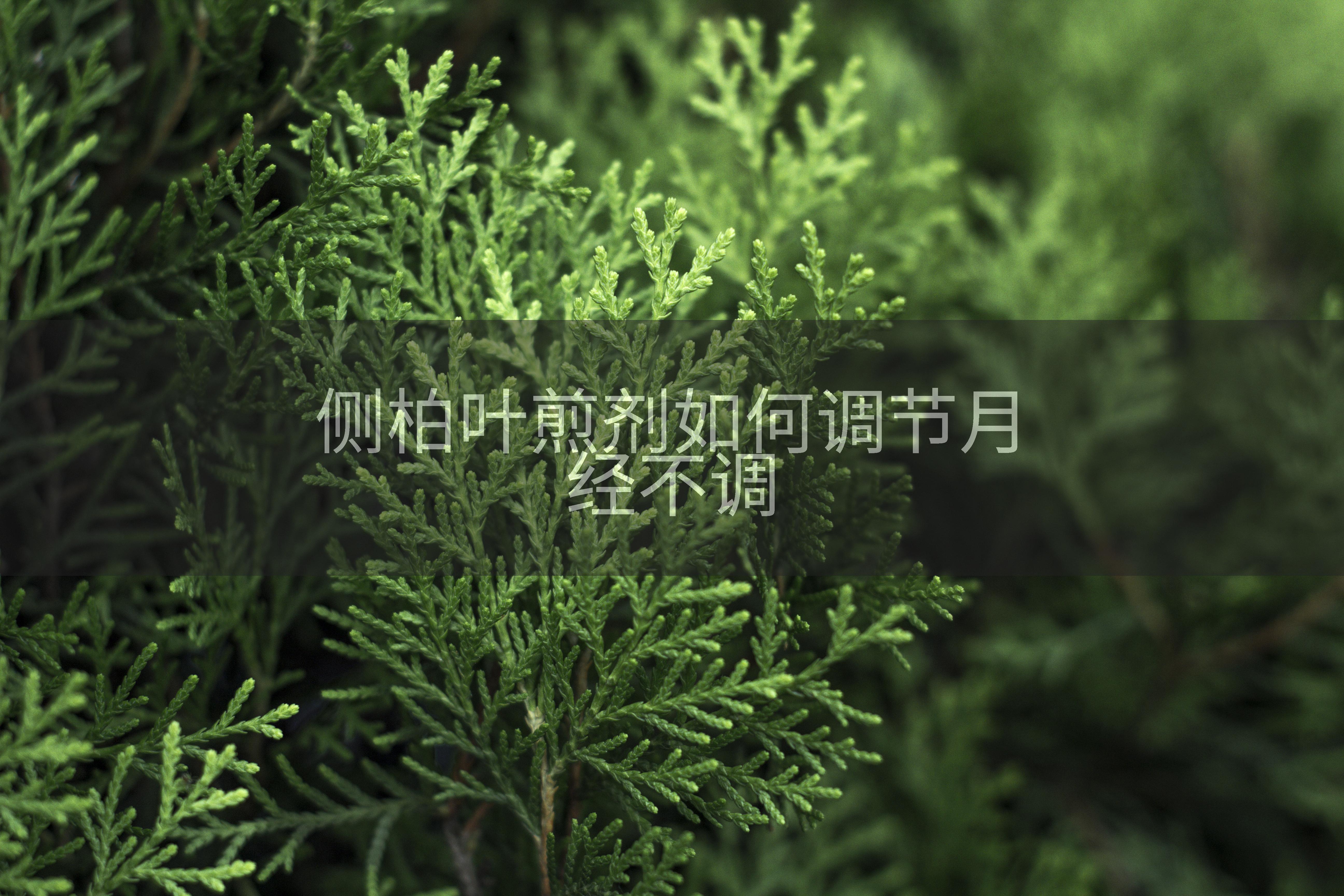 侧柏叶煎剂如何调节月经不调