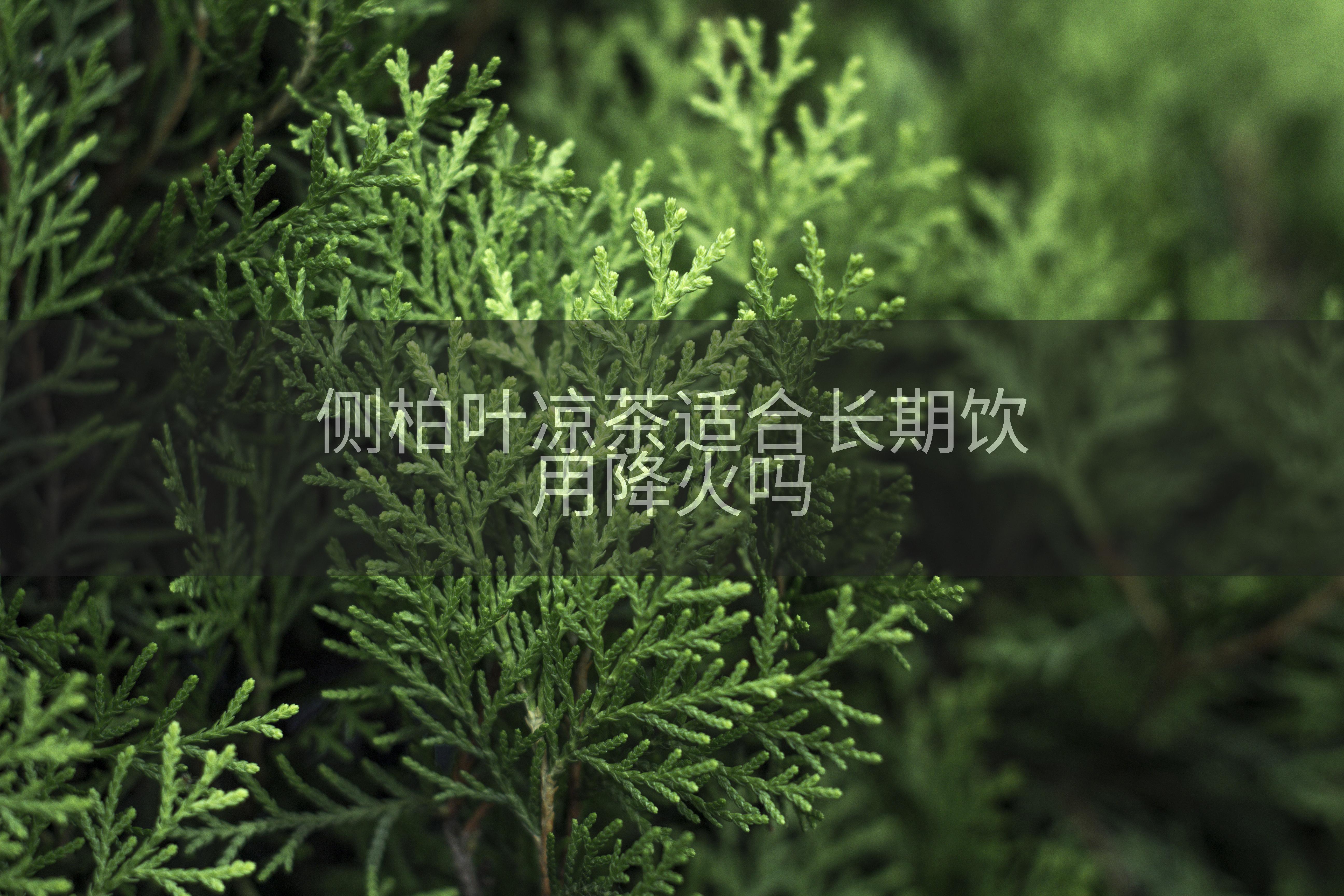 侧柏叶凉茶适合长期饮用降火吗