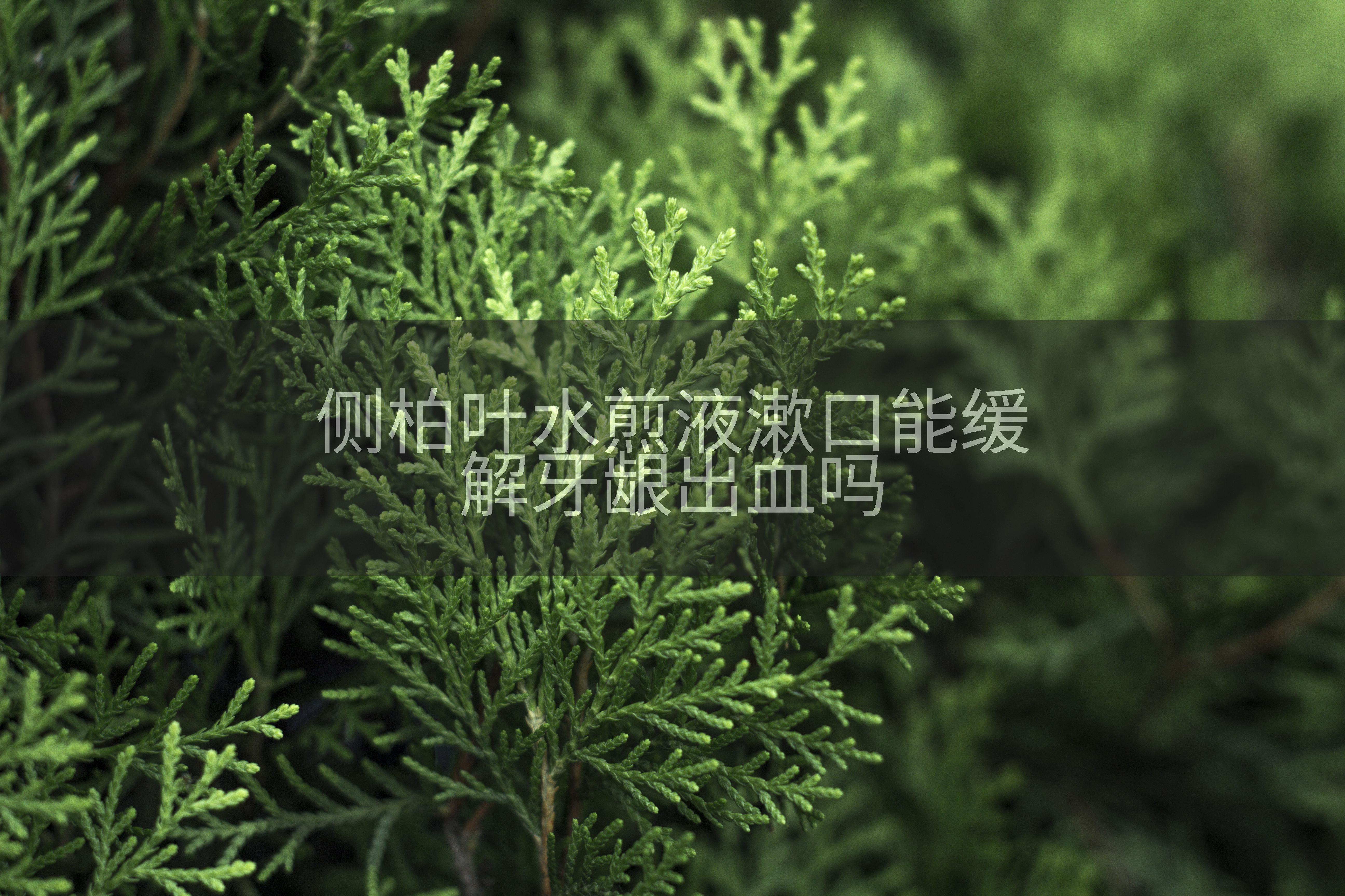 侧柏叶水煎液漱口能缓解牙龈出血吗