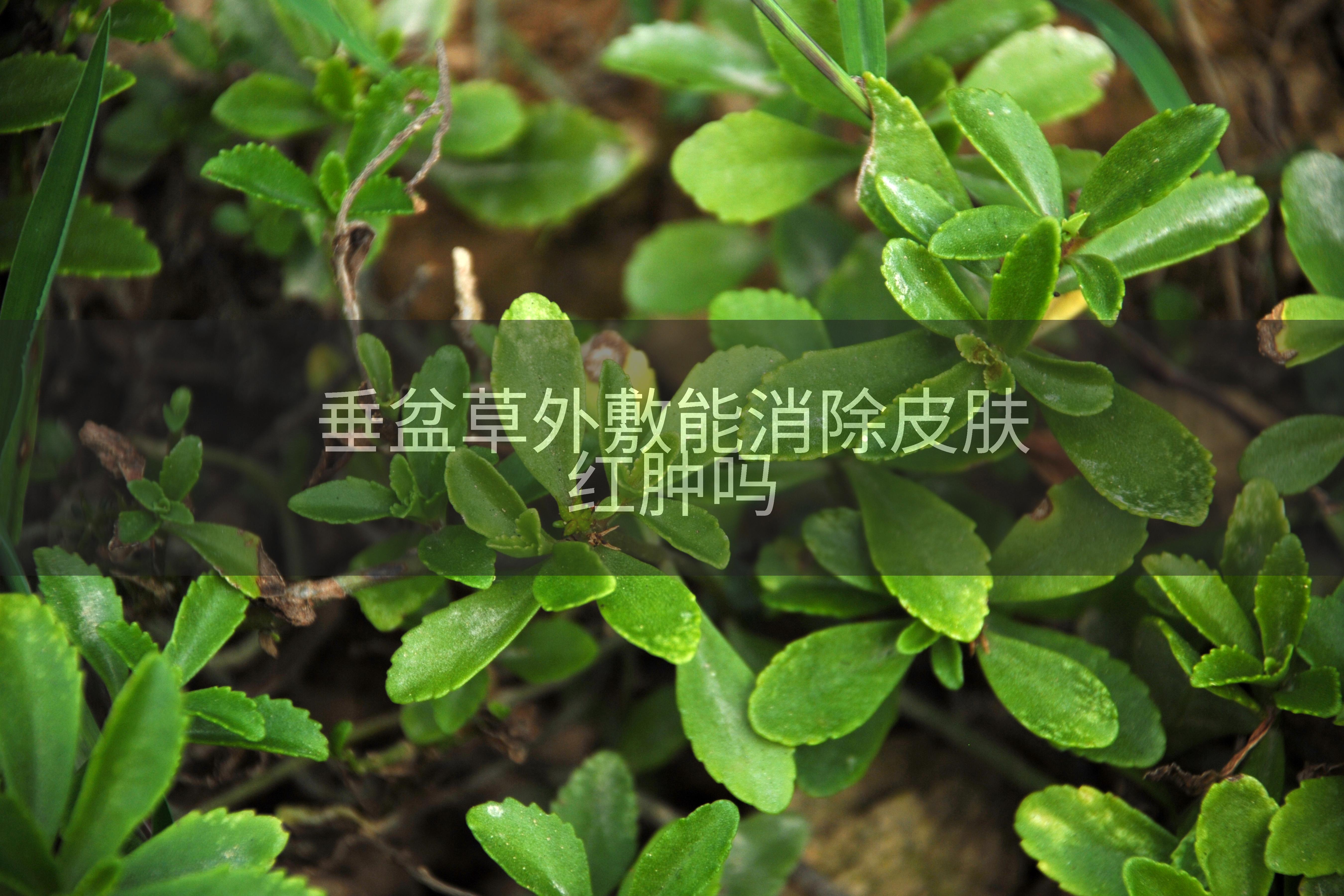 垂盆草外敷能消除皮肤红肿吗