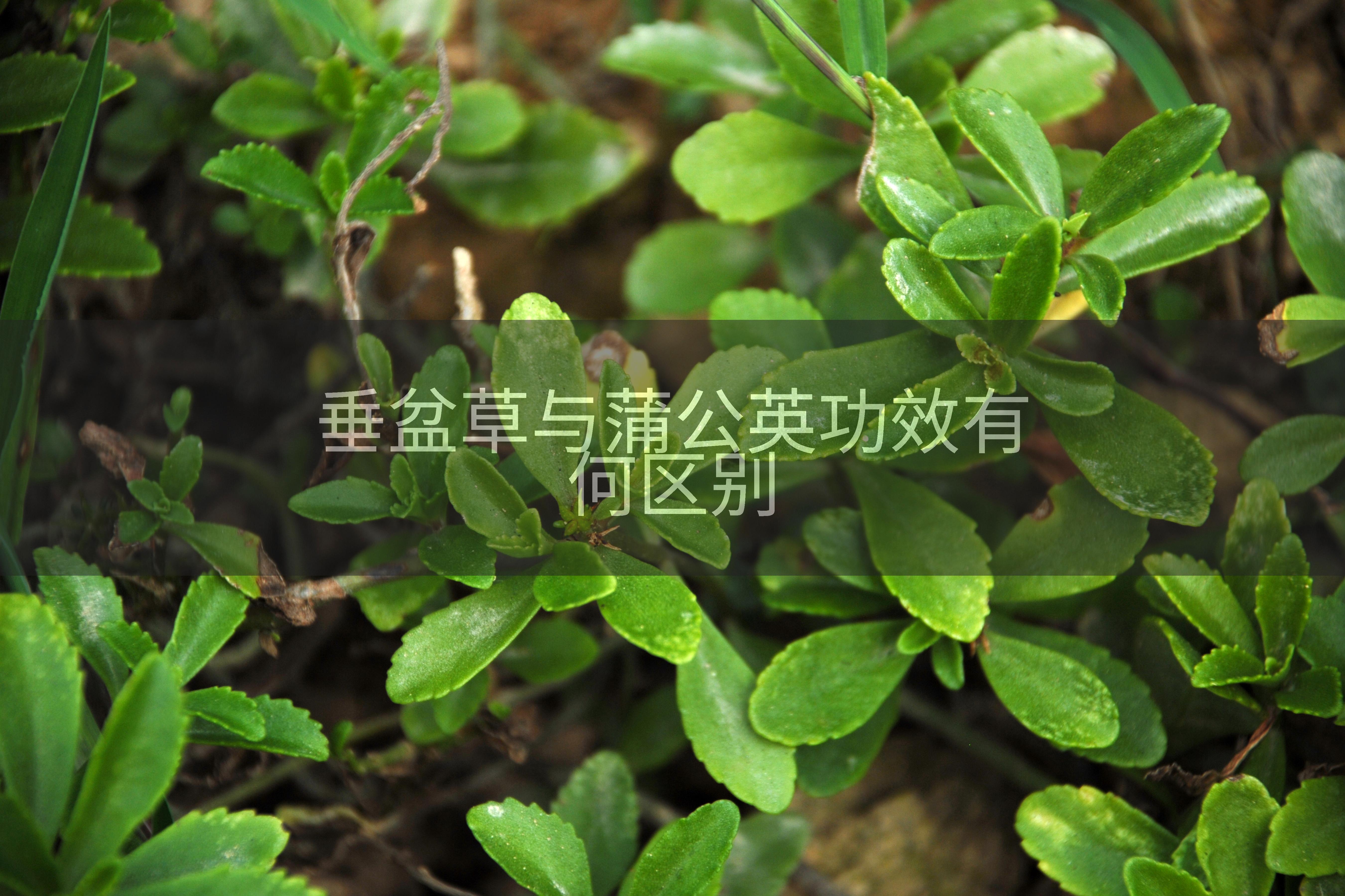 垂盆草与蒲公英功效有何区别