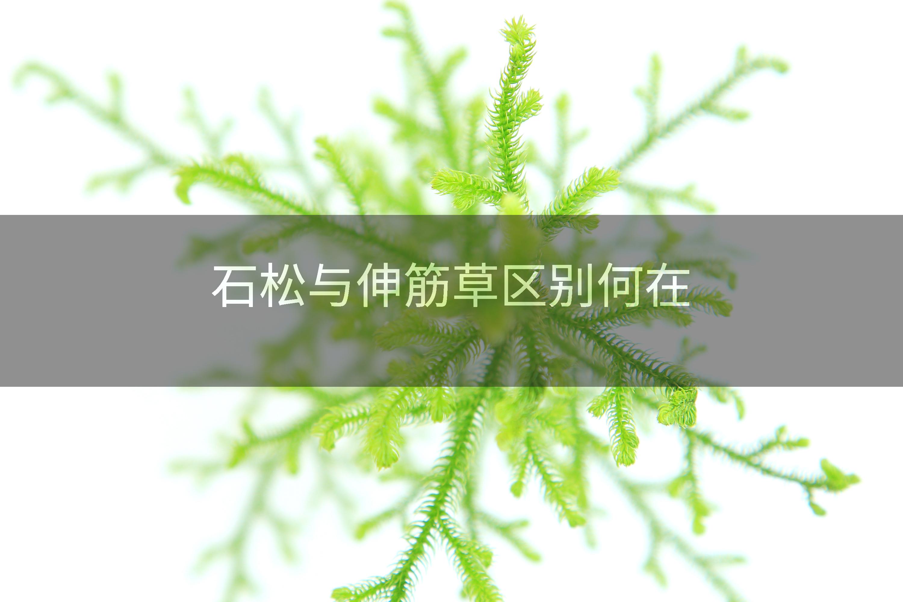 石松与伸筋草区别何在