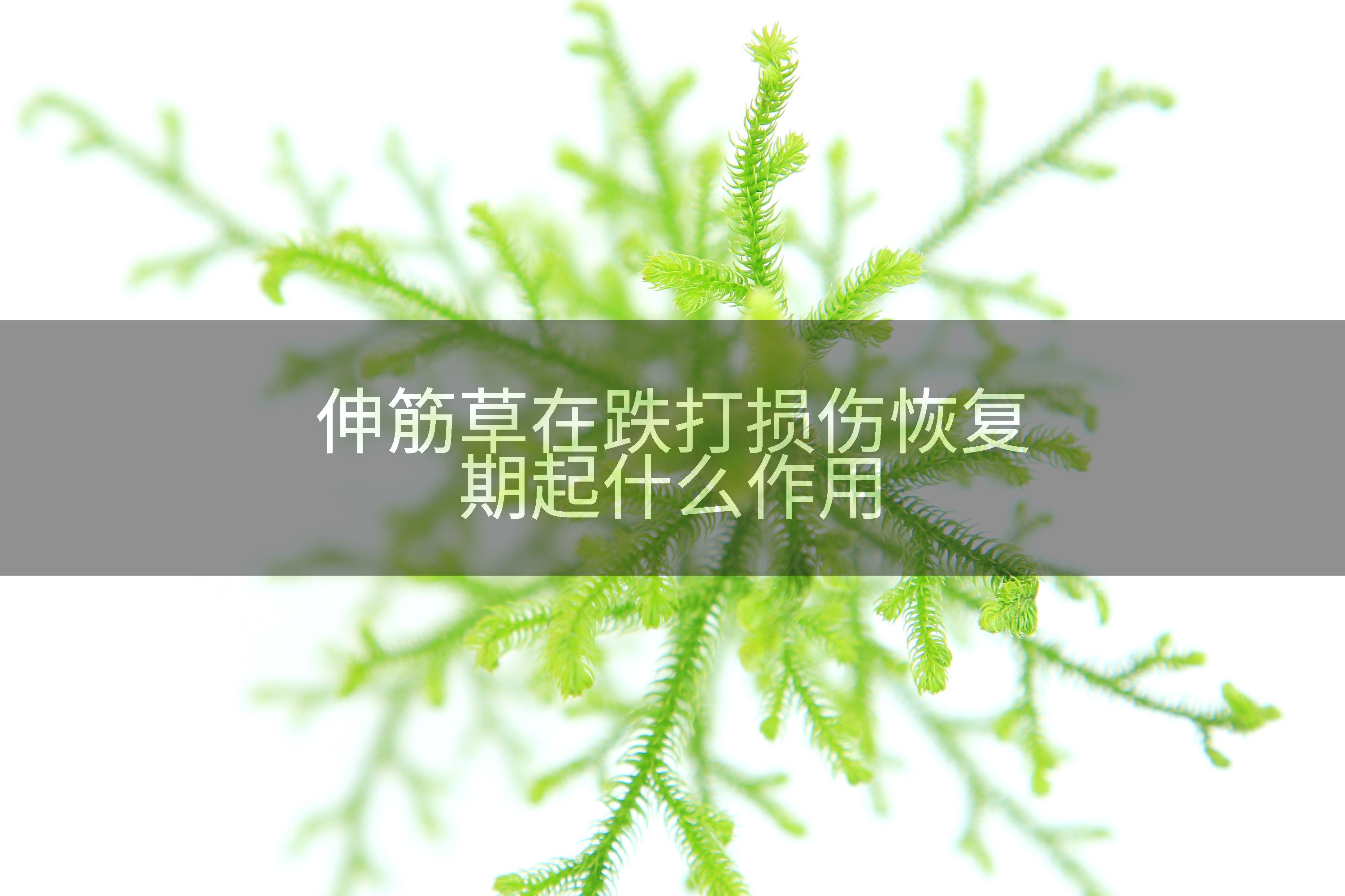 伸筋草在跌打损伤恢复期起什么作用