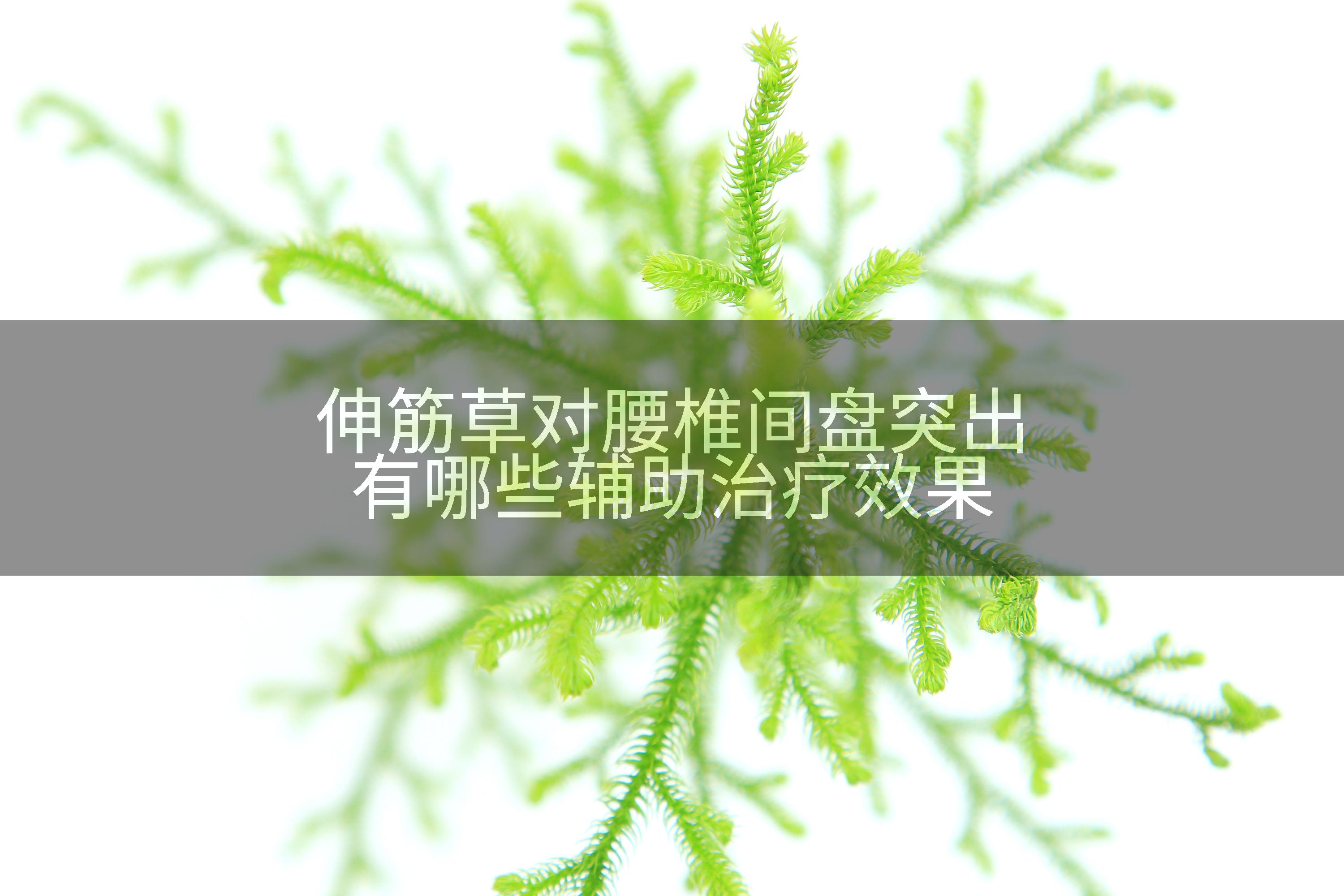 伸筋草对腰椎间盘突出有哪些辅助治疗效果