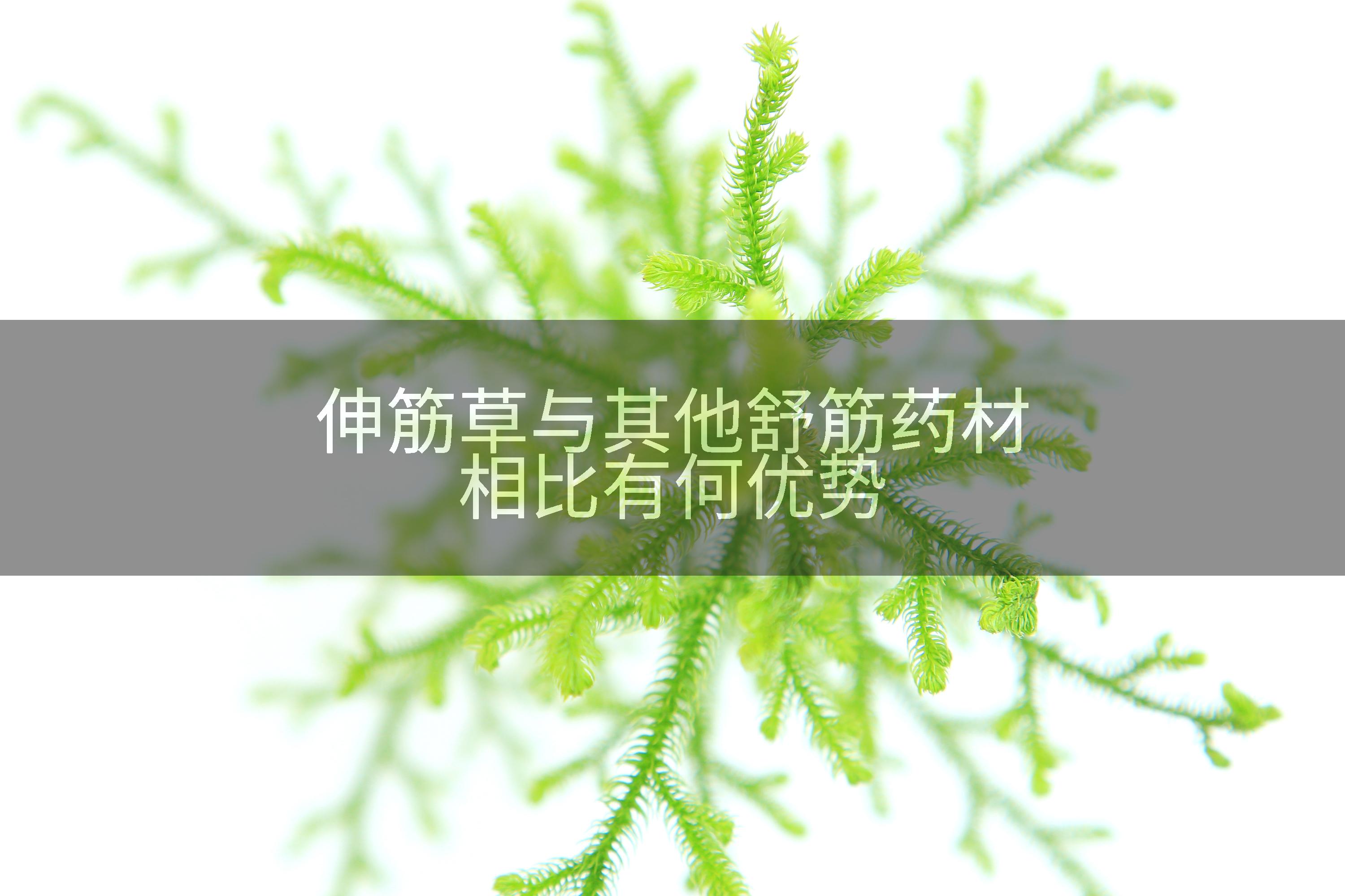 伸筋草与其他舒筋药材相比有何优势