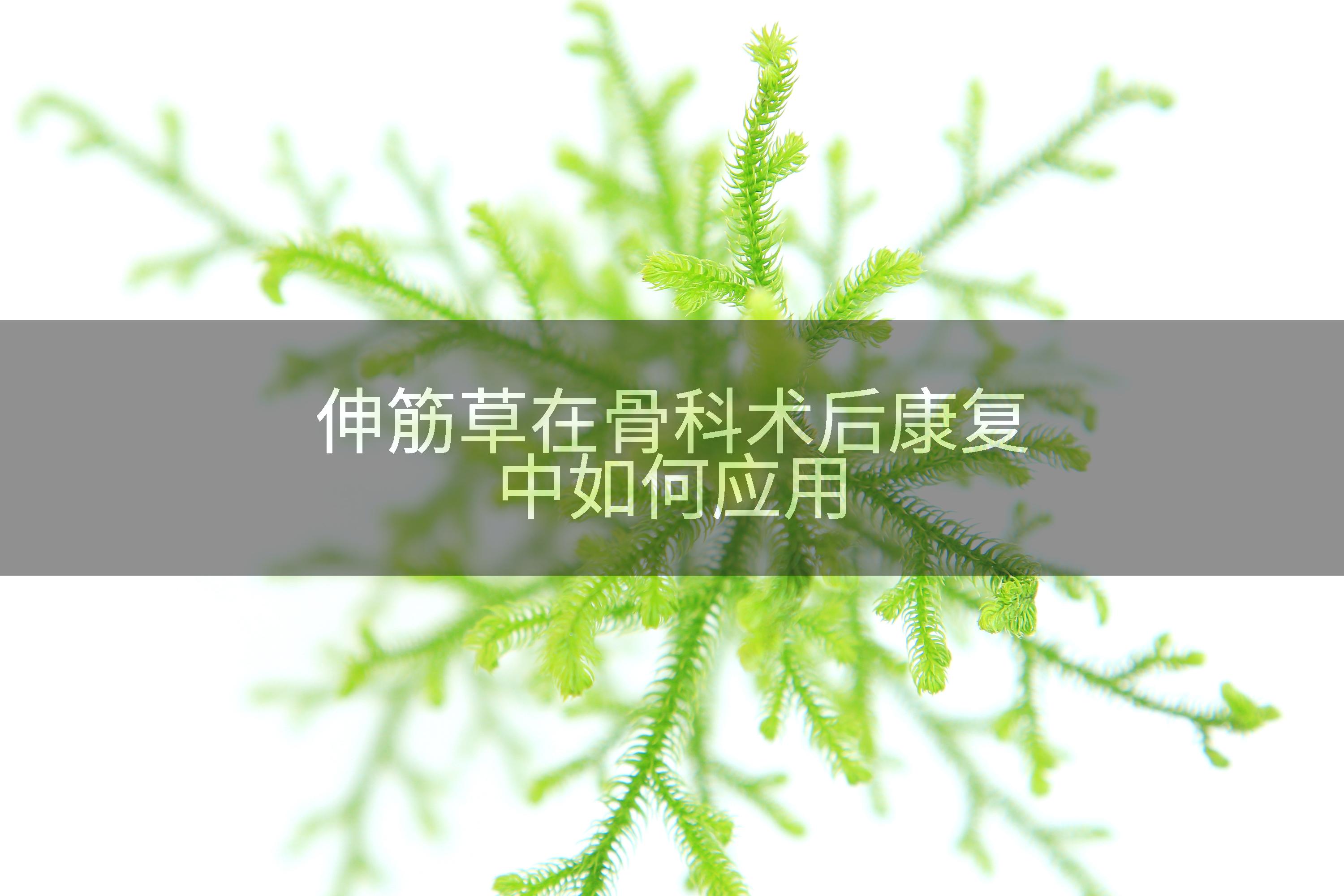 伸筋草在骨科术后康复中如何应用