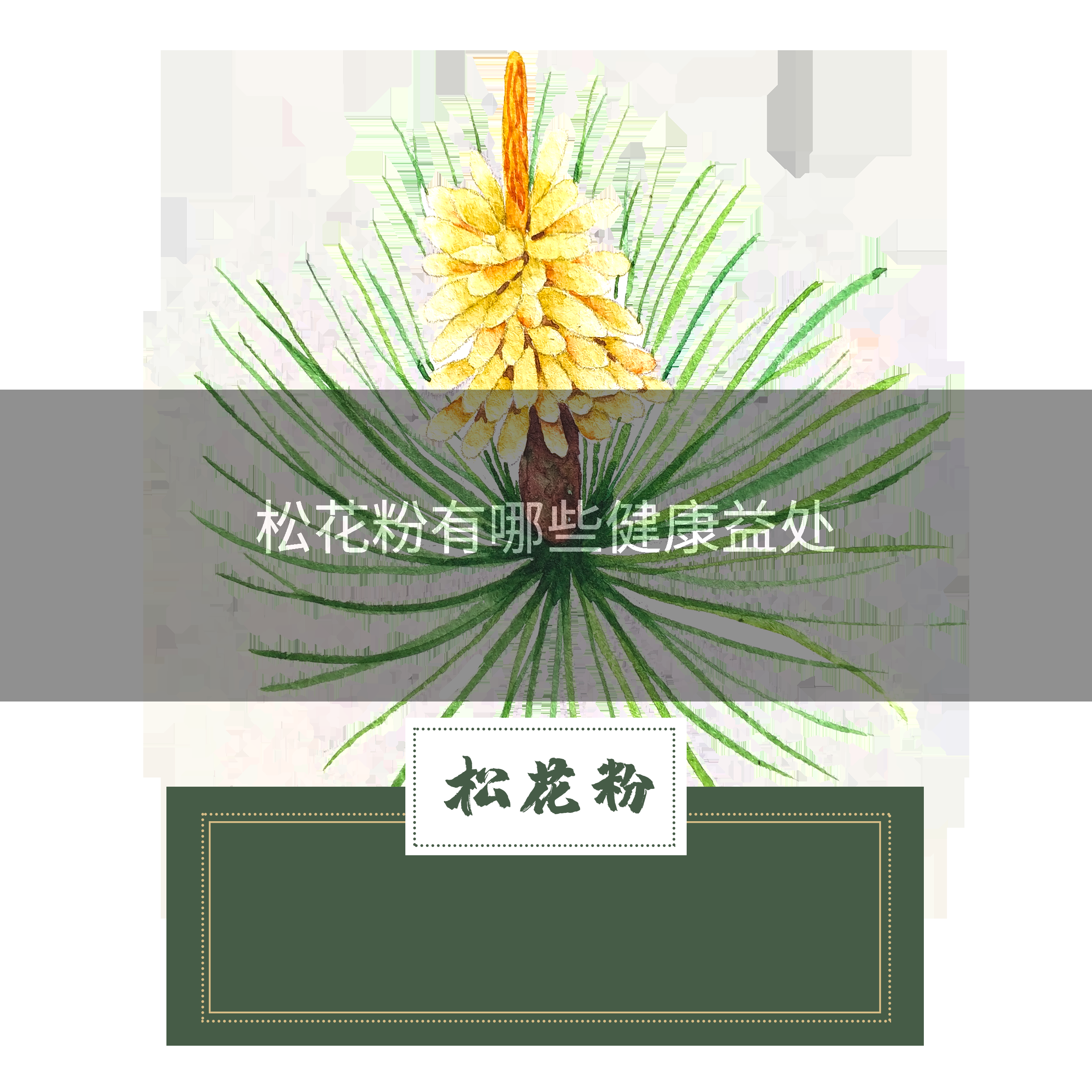 松花粉有哪些健康益处