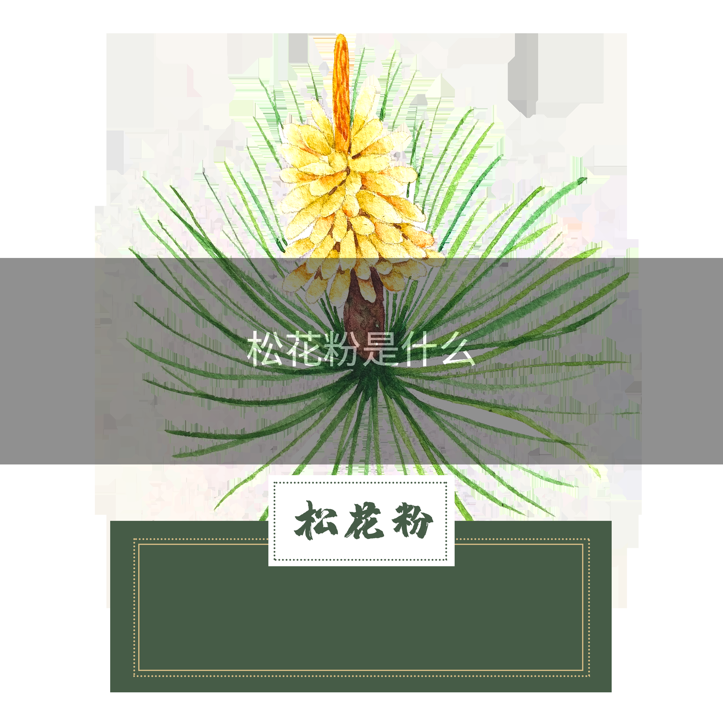 松花粉是什么