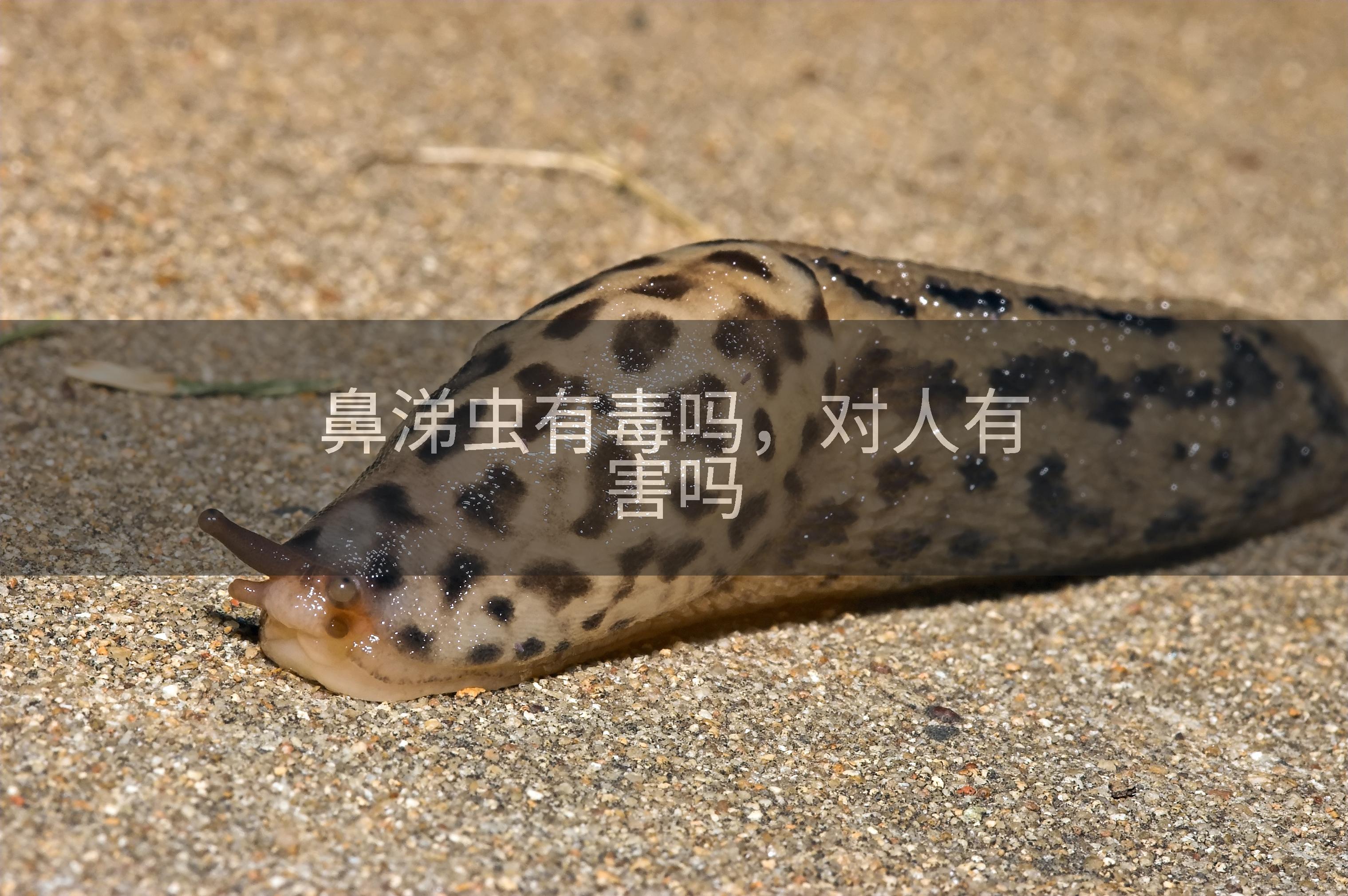 鼻涕虫有毒吗，对人有害吗