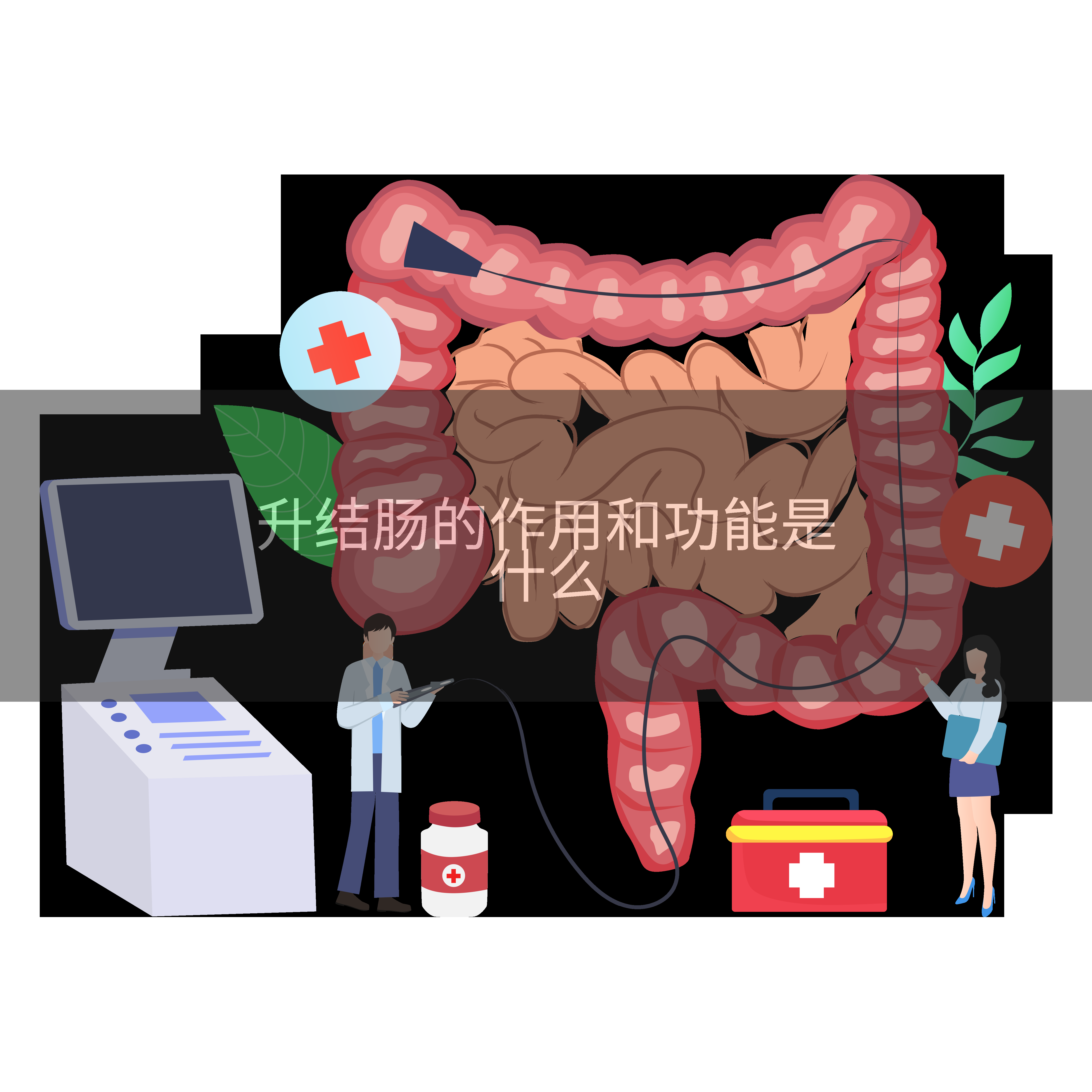 升结肠的作用和功能是什么