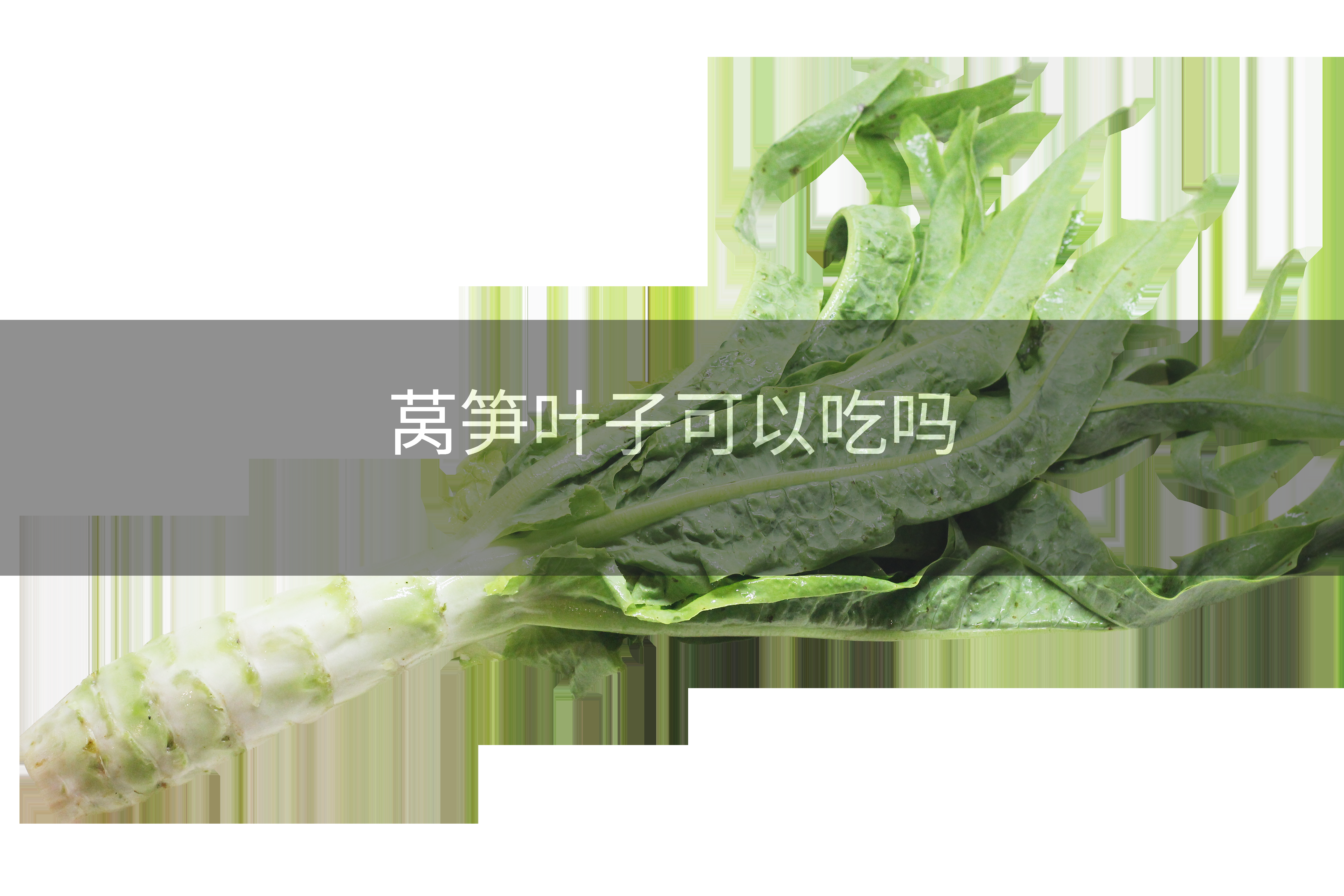 莴笋叶子可以吃吗