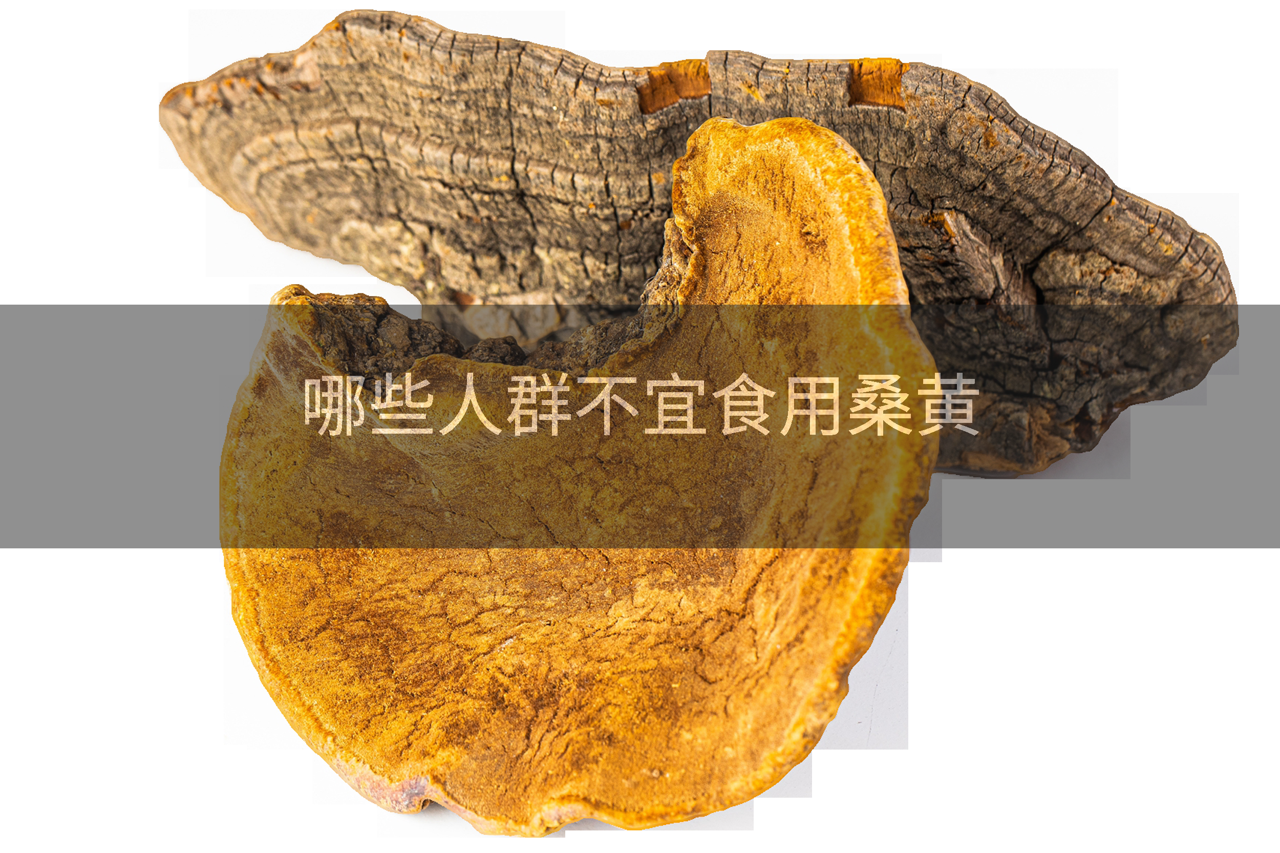 哪些人群不宜食用桑黄