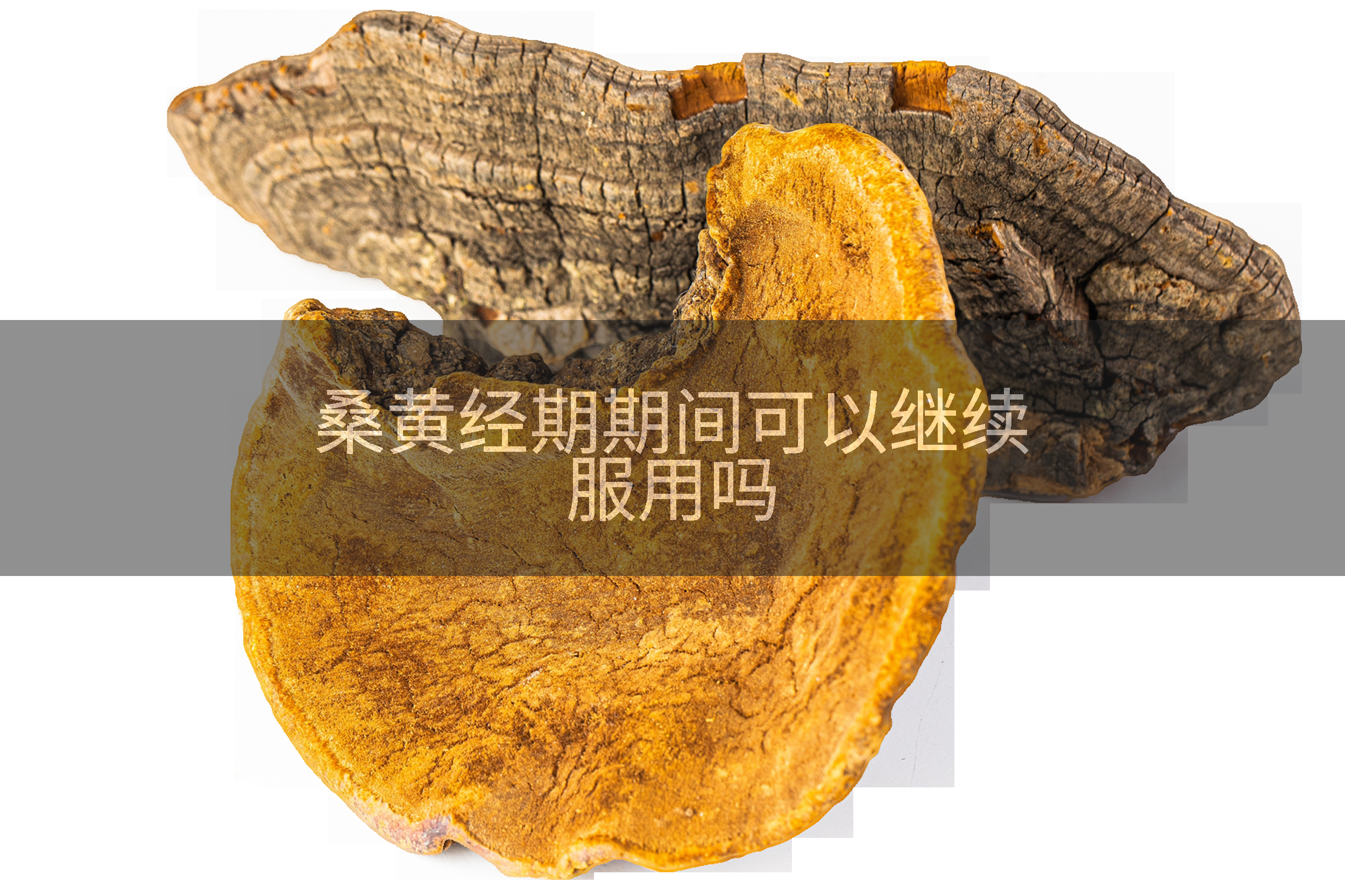 桑黄经期期间可以继续服用吗