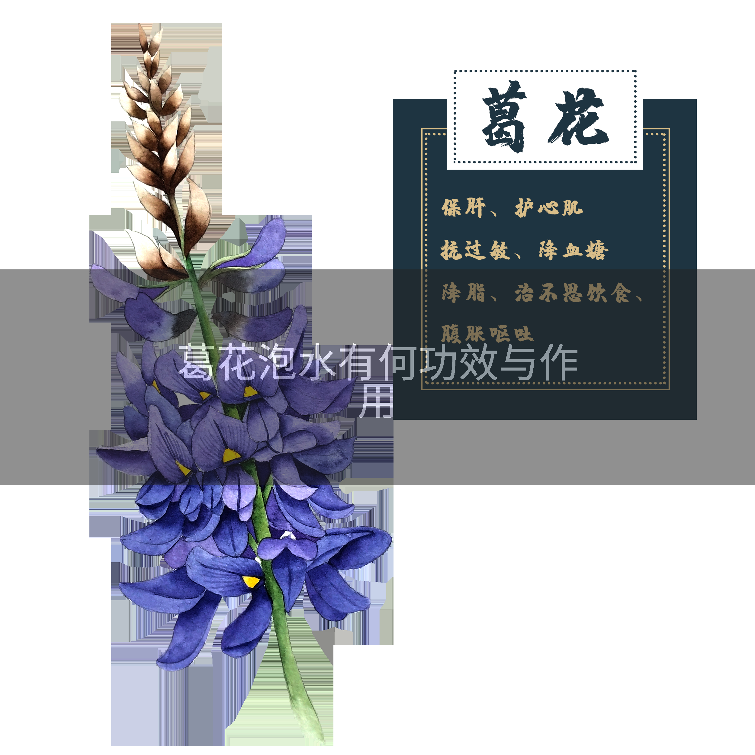 葛花泡水有何功效与作用