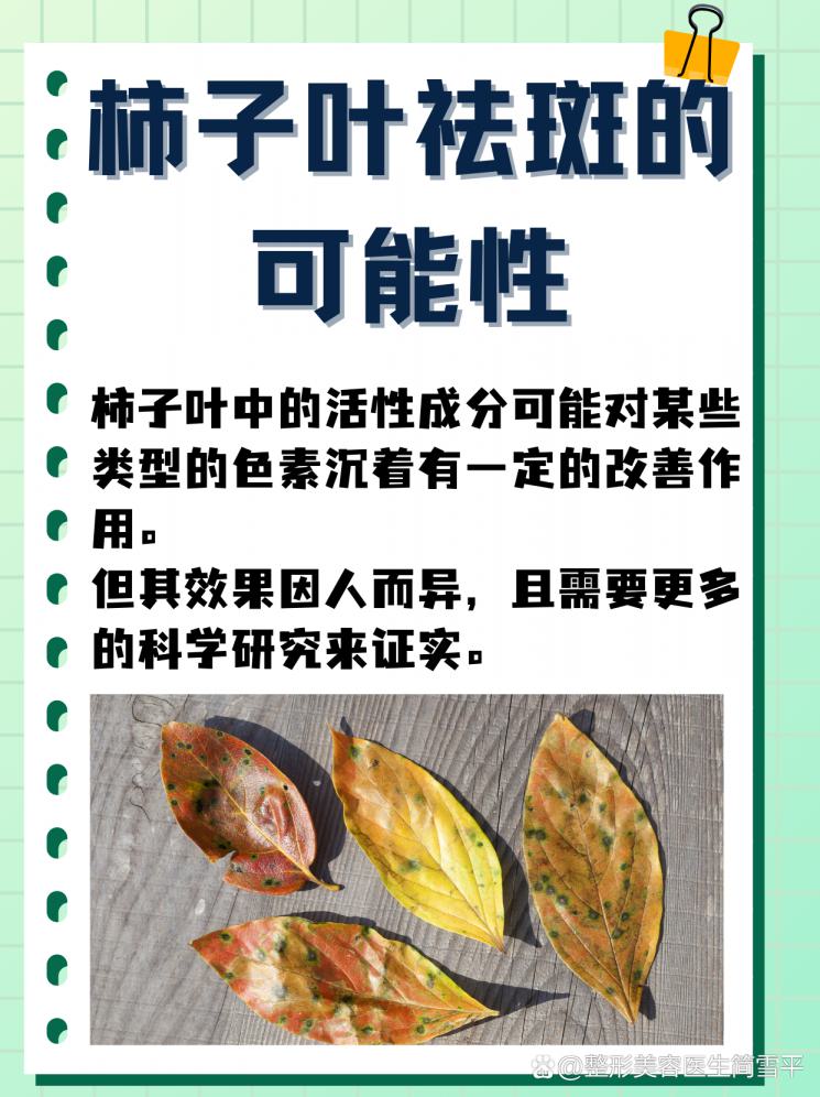 柿子叶祛斑：自然疗法还是美丽传说？