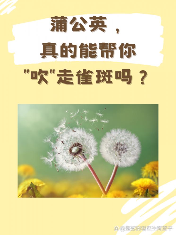 蒲公英，真的能帮你“吹”走雀斑吗？