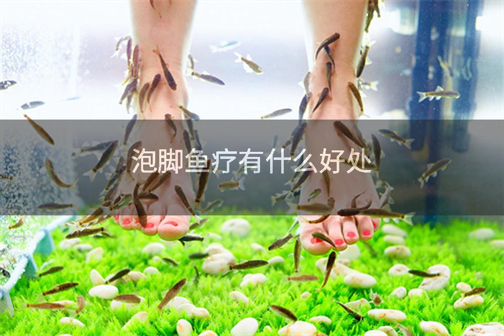 泡脚鱼疗有什么好处