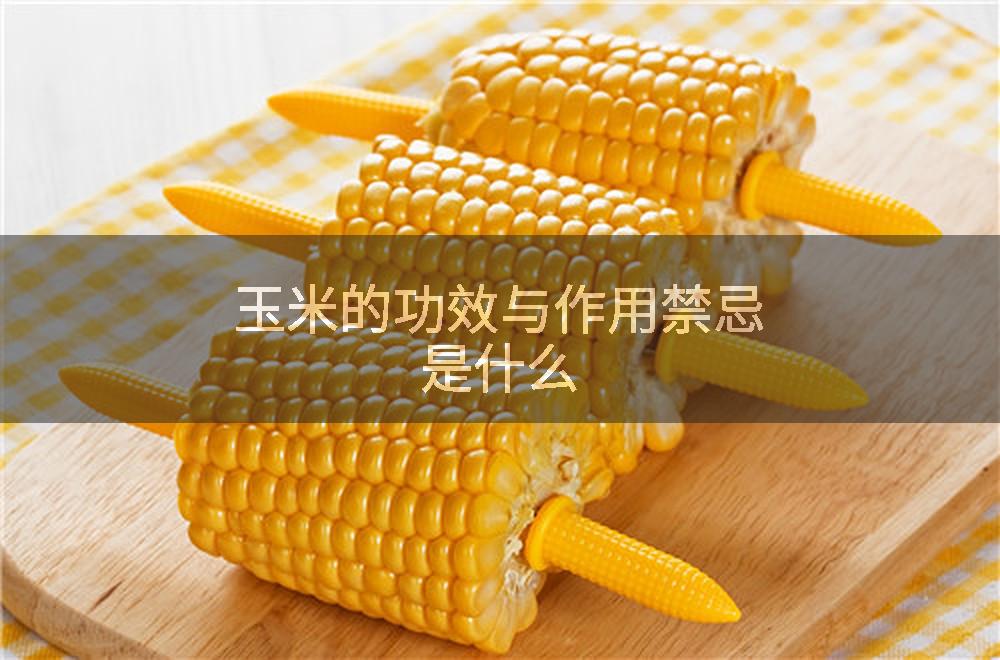 玉米的功效与作用禁忌是什么