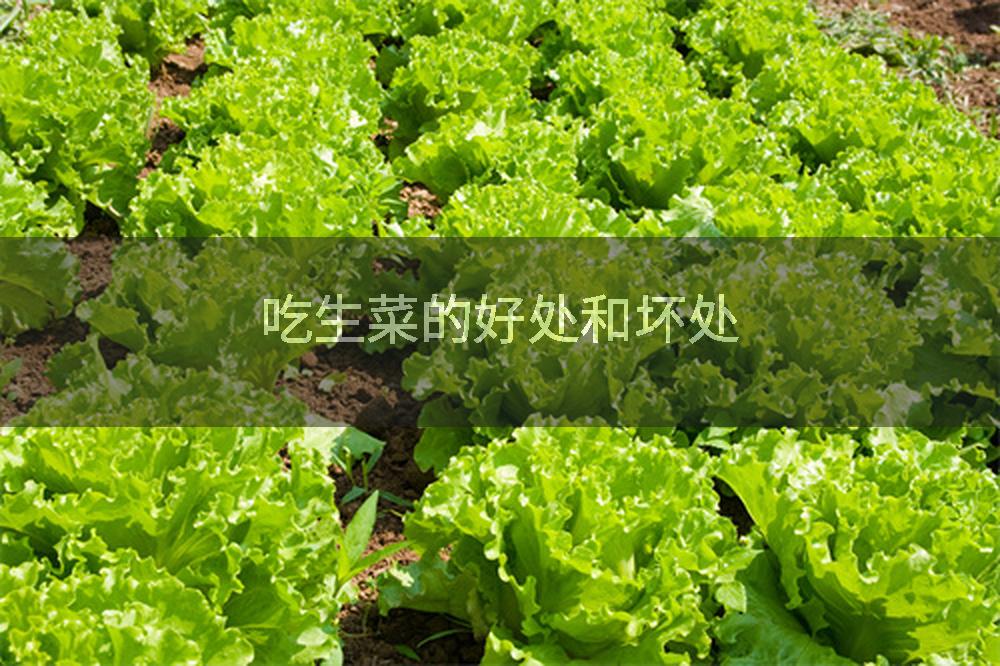 吃生菜的好处和坏处