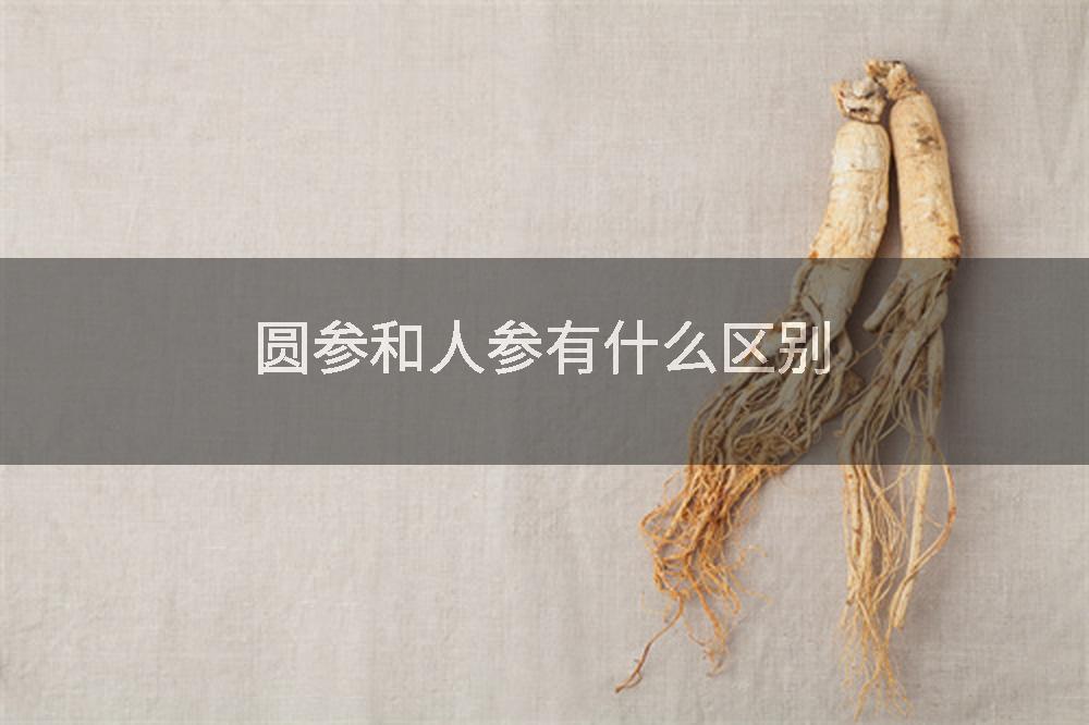 圆参和人参有什么区别