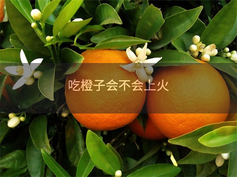 吃橙子会不会上火