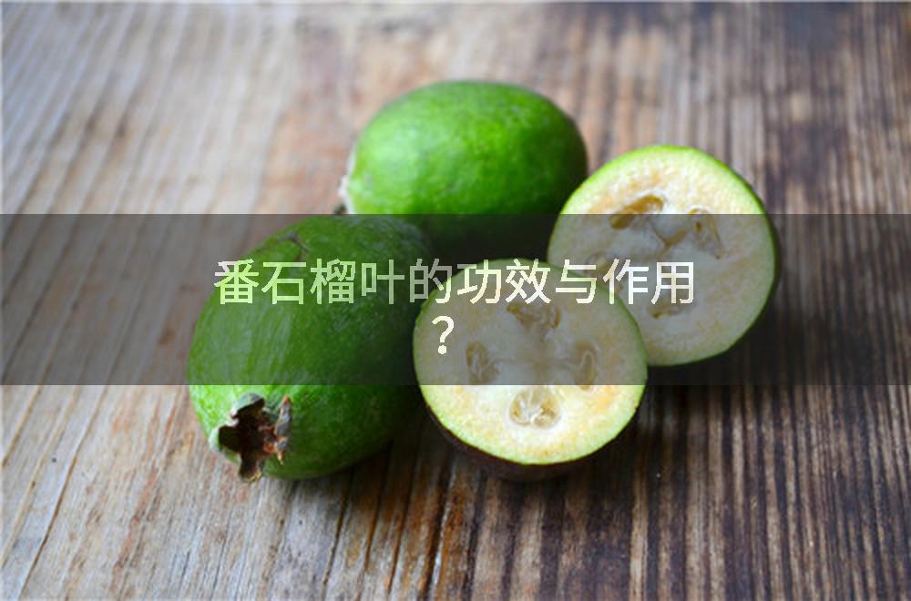 番石榴叶的功效与作用？