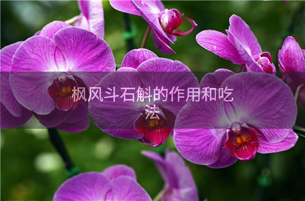 枫风斗石斛的作用和吃法
