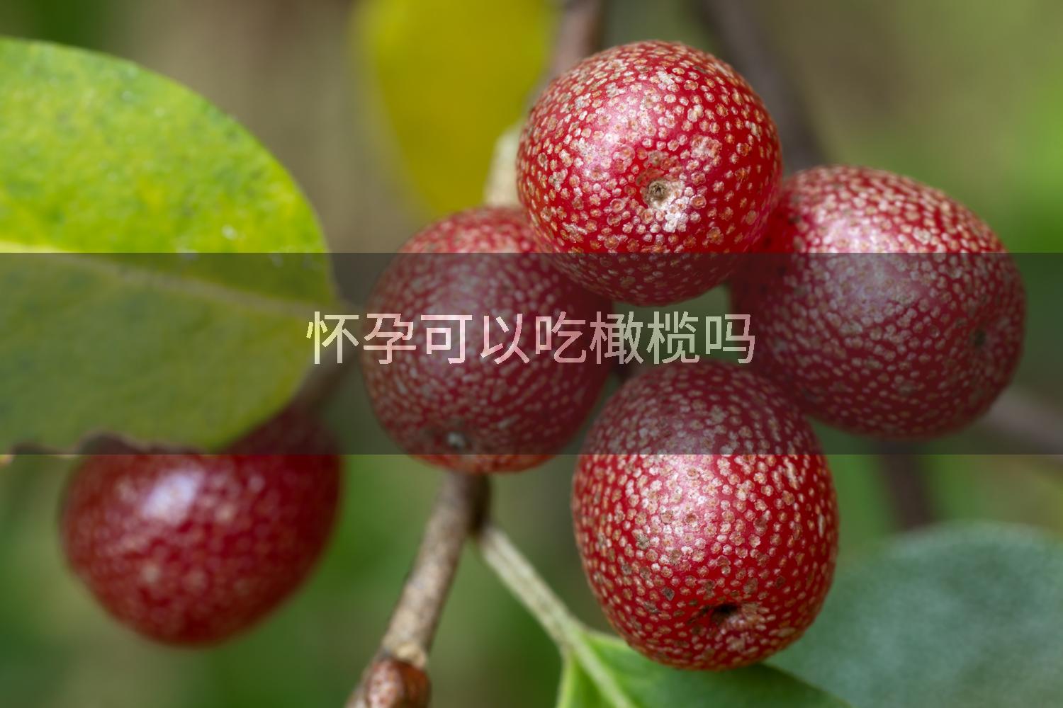 怀孕可以吃橄榄吗