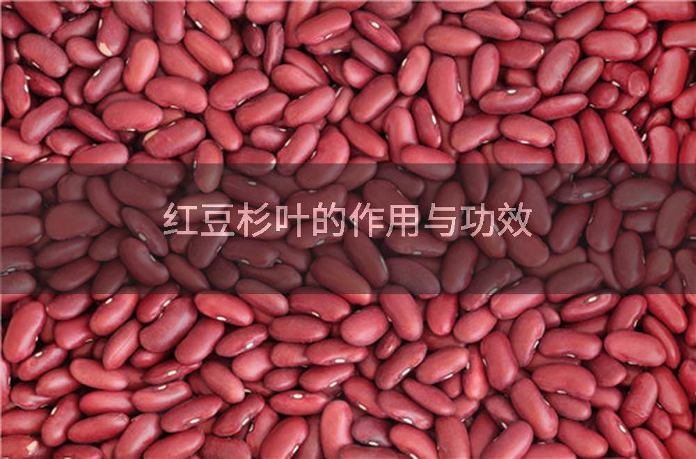 红豆杉叶的作用与功效