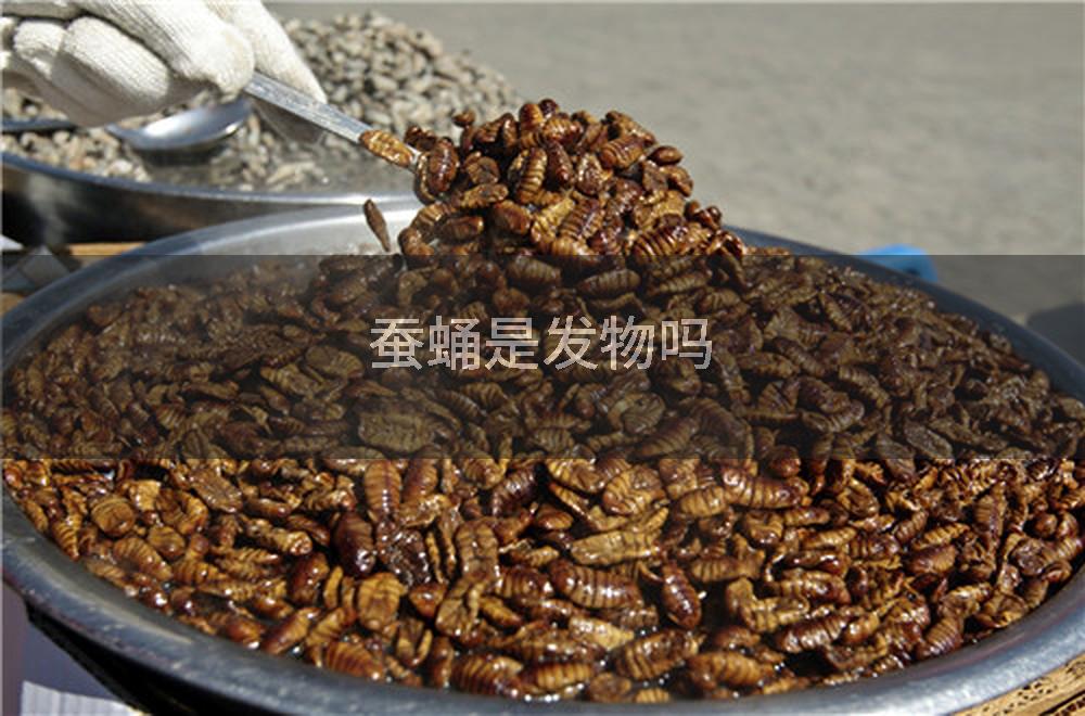 蚕蛹是发物吗
