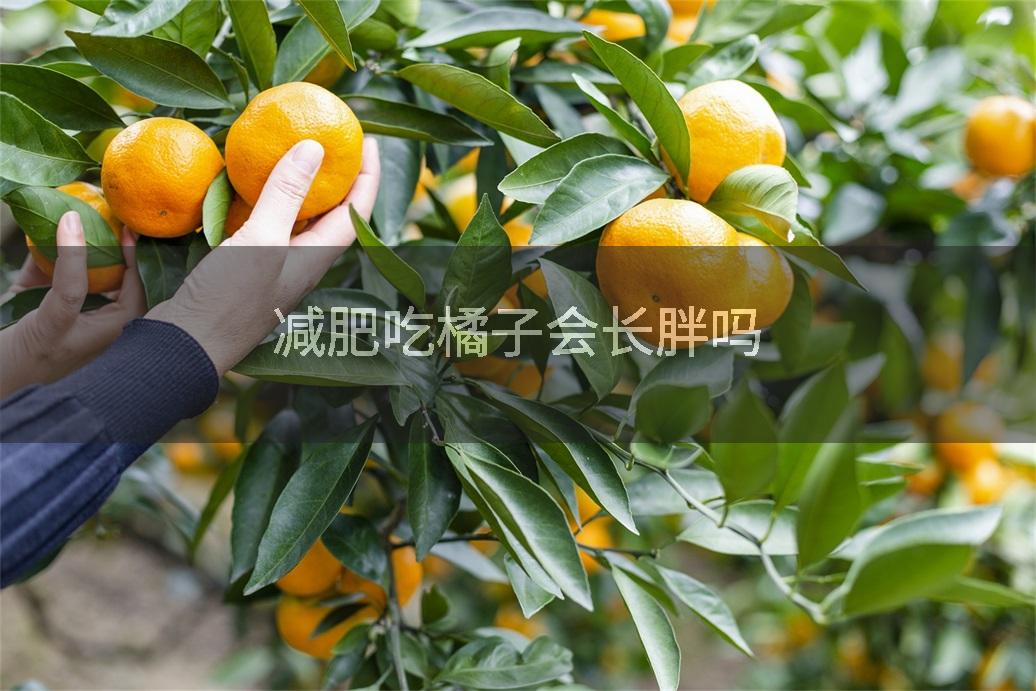 减肥吃橘子会长胖吗