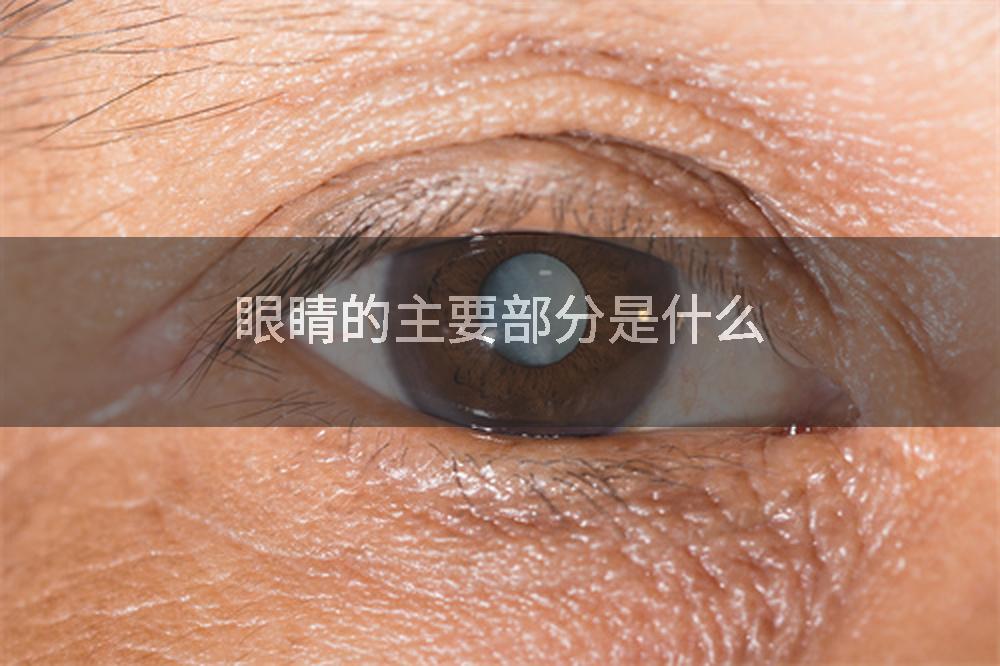 眼睛的主要部分是什么