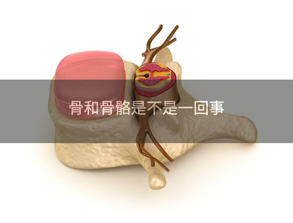 骨和骨骼是不是一回事