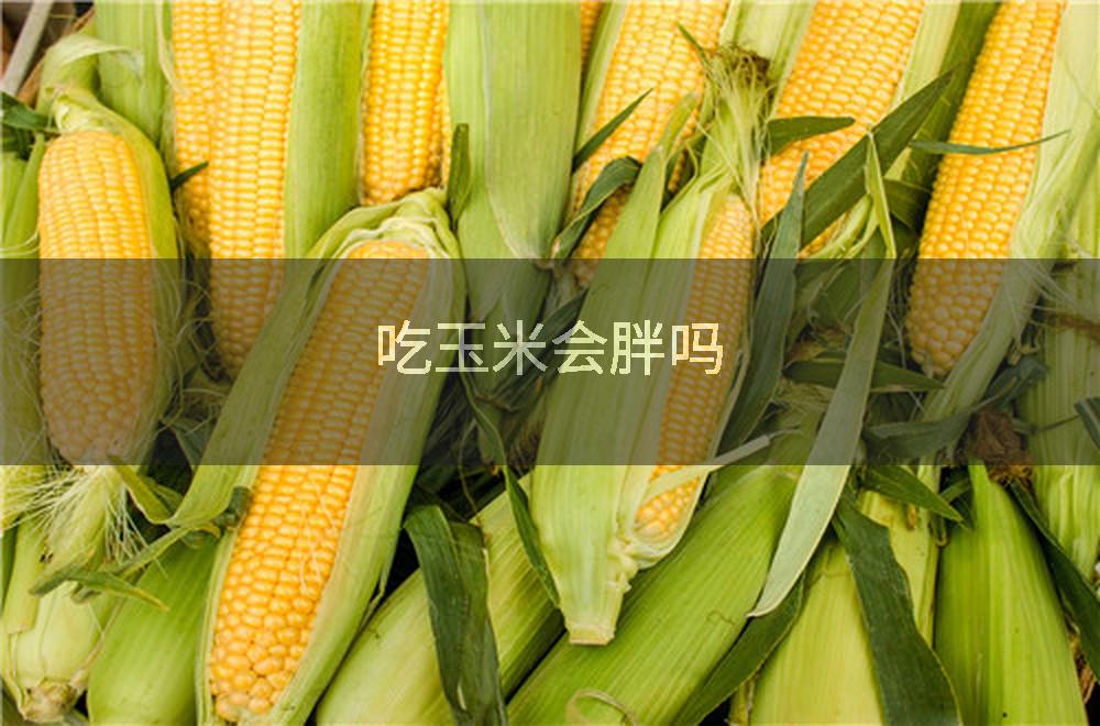 吃玉米会胖吗