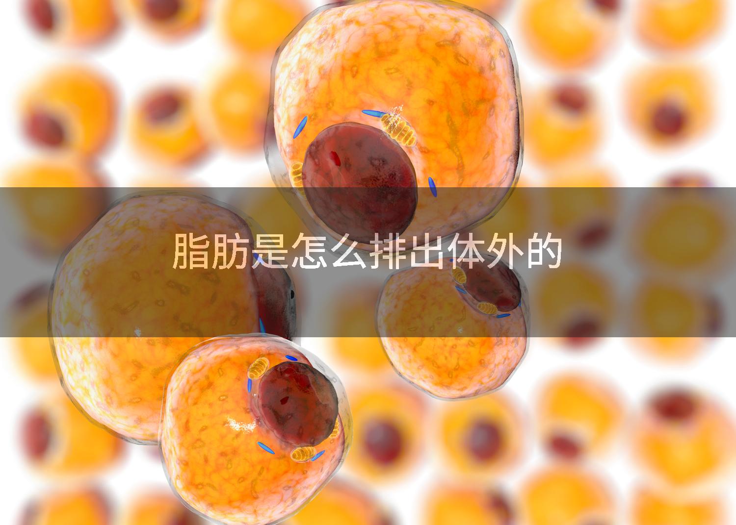 脂肪是怎么排出体外的