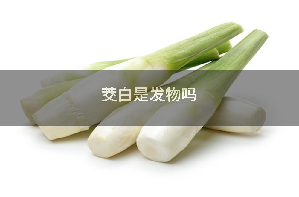 茭白是发物吗