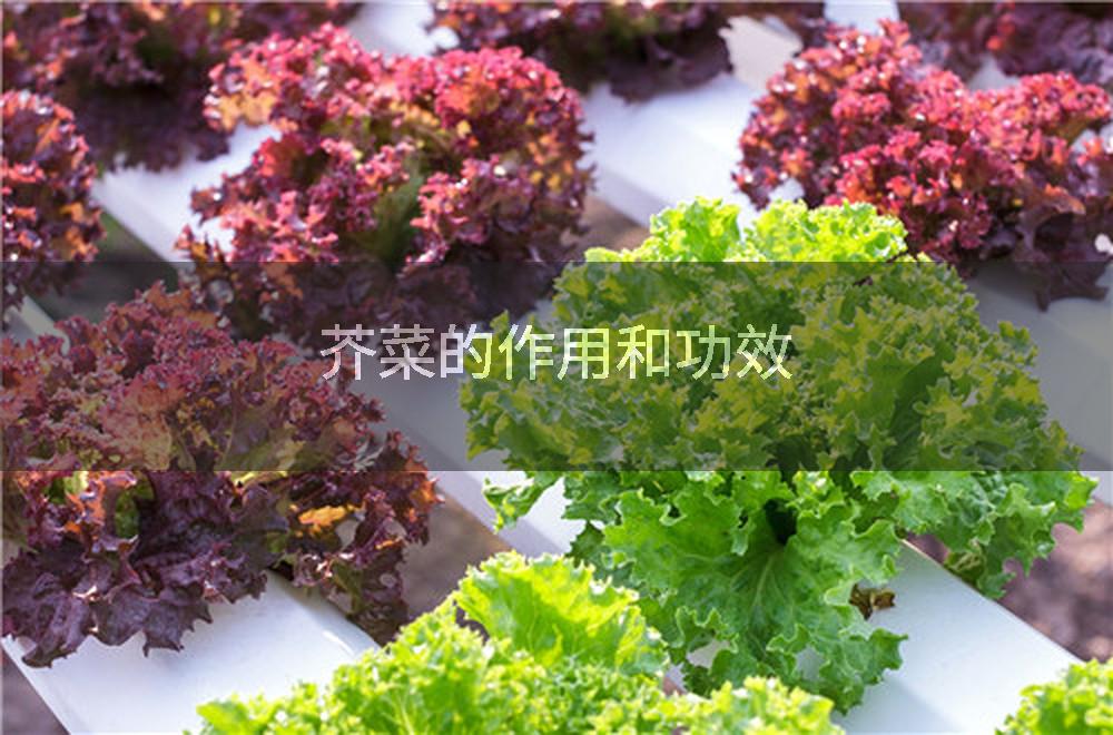 芥菜的作用和功效