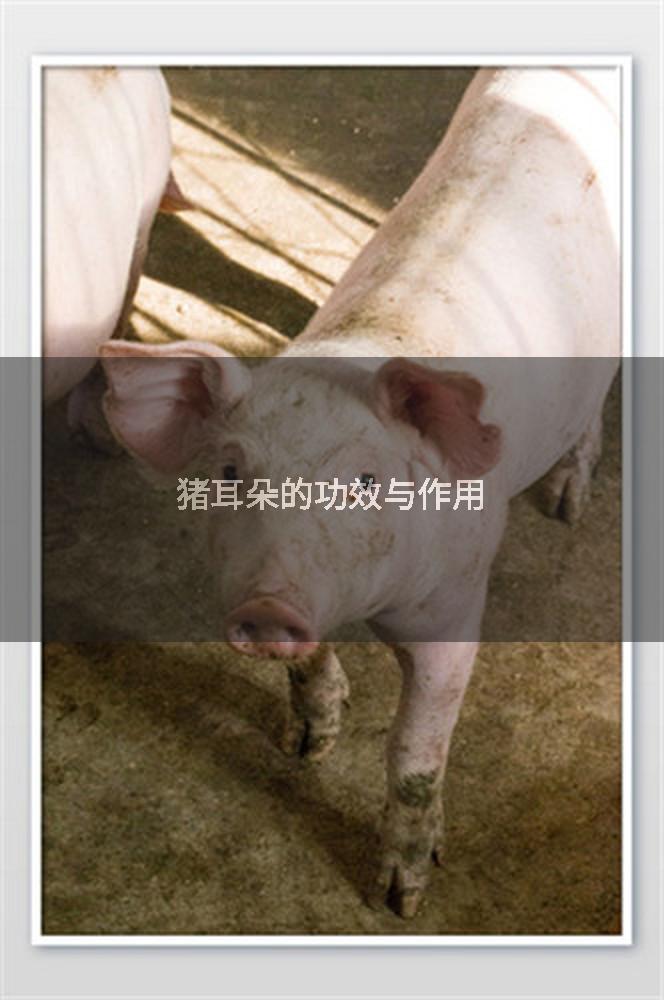 猪耳朵的功效与作用