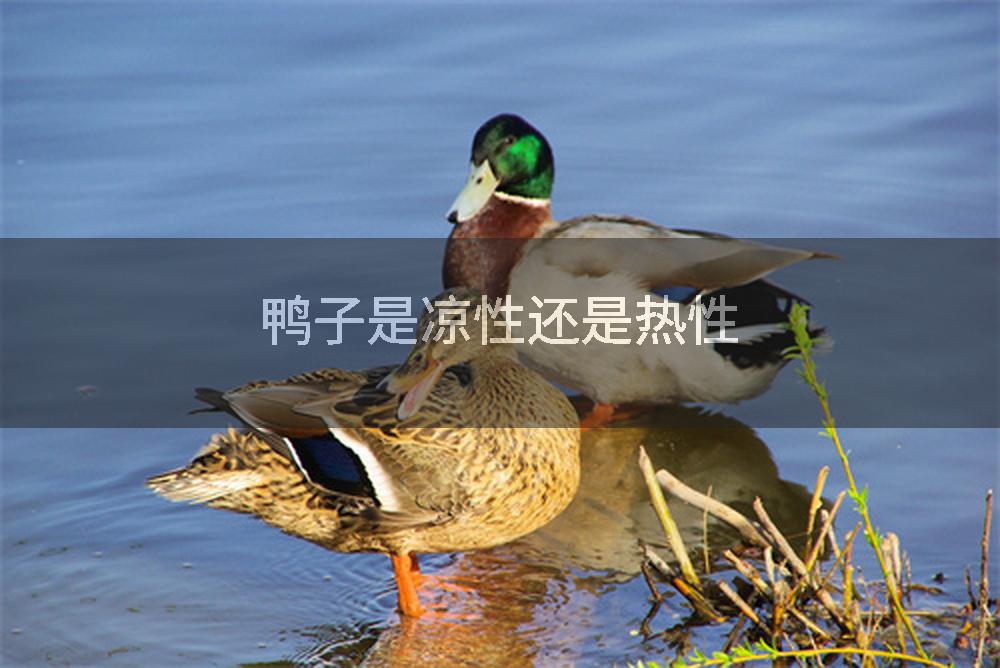 鸭子是凉性还是热性