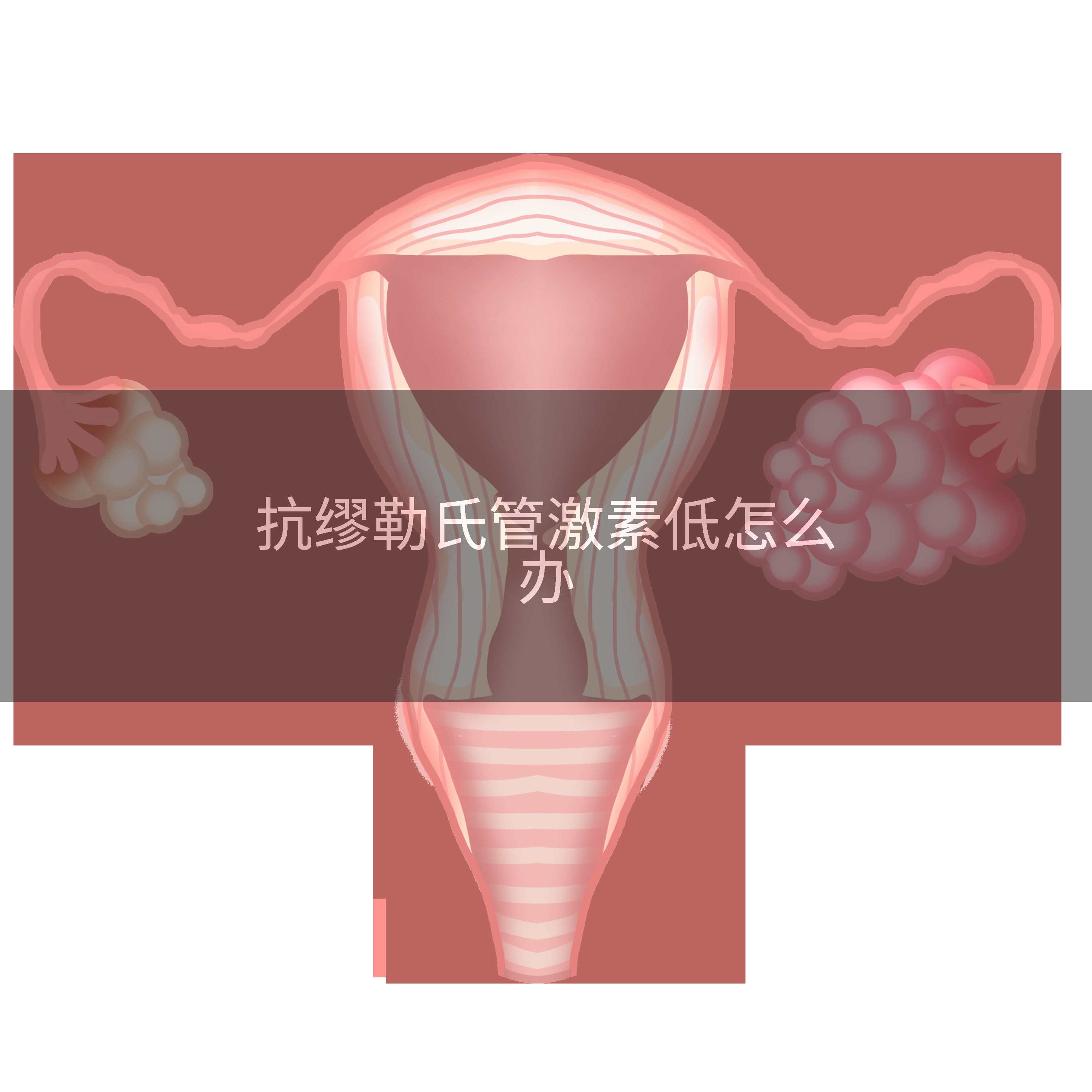 抗缪勒氏管激素低怎么办
