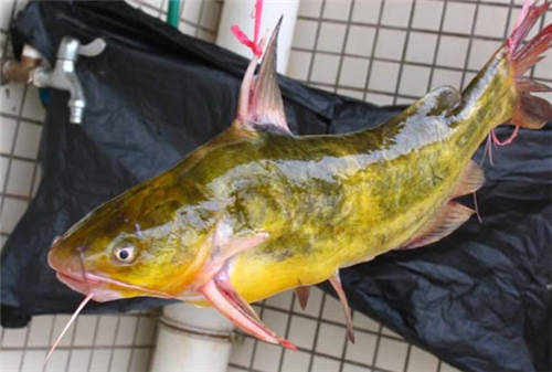 怀孕可以吃黄颡鱼吗
